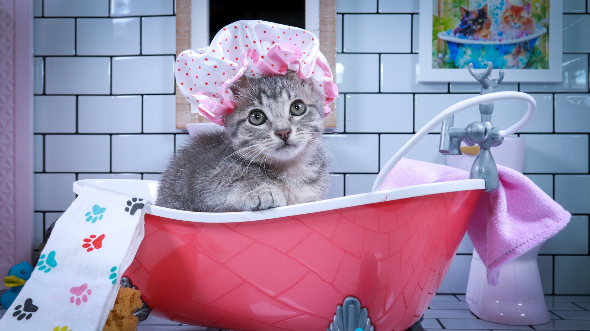 Gray tabby kitten in a pink polka-dot shower cap, sitting in a toy bathtub