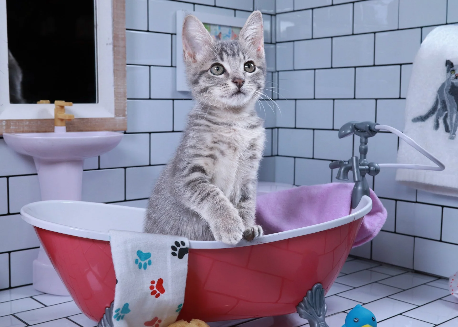 Gray tabby kitten standing in a red toy clawfoot bathtub