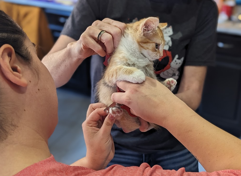 Volunteers trimming the nails of an orange-and-white kitten