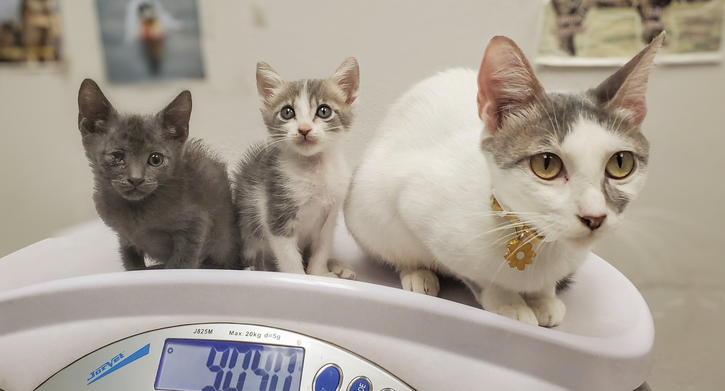 A white-and-gray mother cat and her two kittens sitting together on a pet scale during a weigh-in