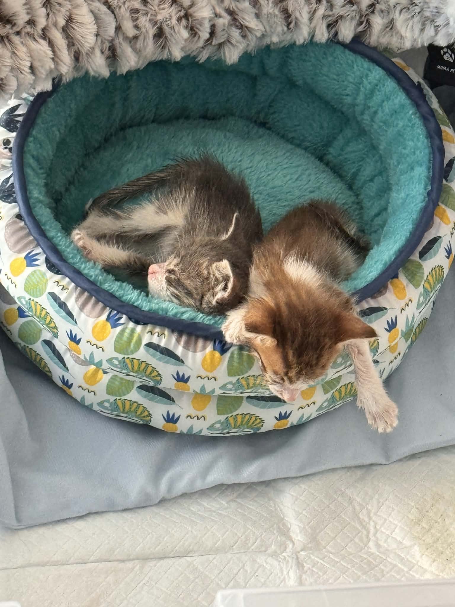 Tag and Copper, two tiny kittens, asleep curled together in a round pet bed