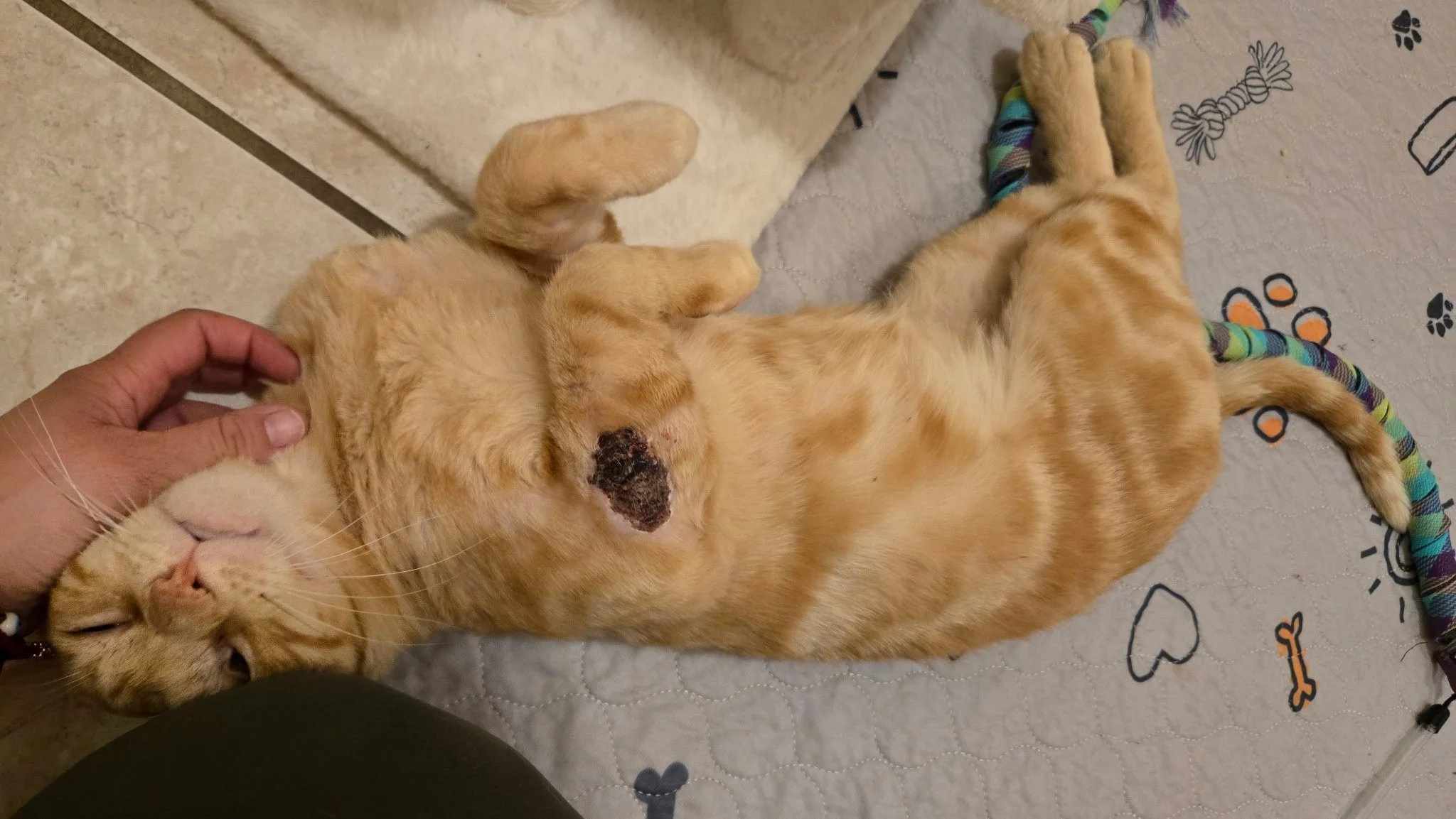 Stephen, an orange tabby, rolling on his back for a chin scratch, a healing wound visible on his belly