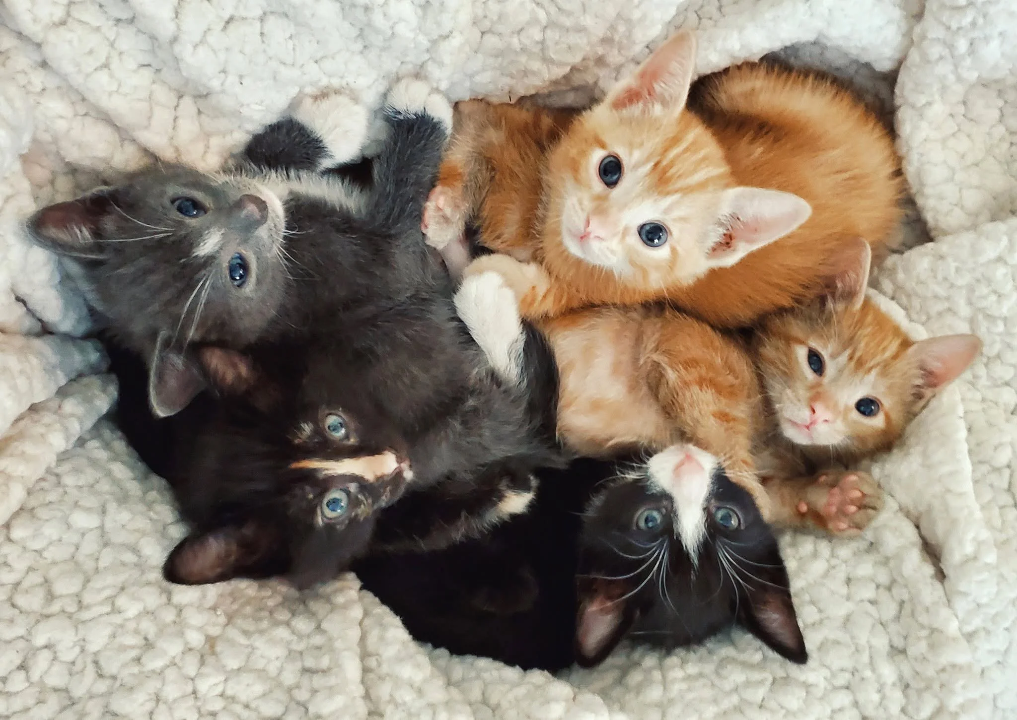 A litter of gray, orange and tuxedo kittens piled together on a fluffy blanket