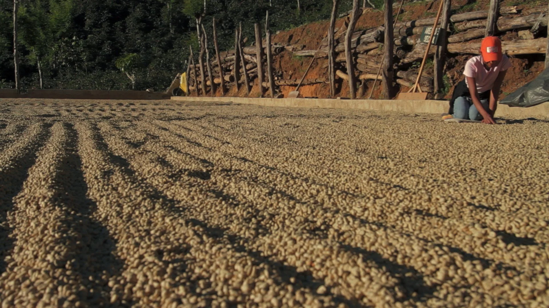 Drying process in Guatemala.jpg