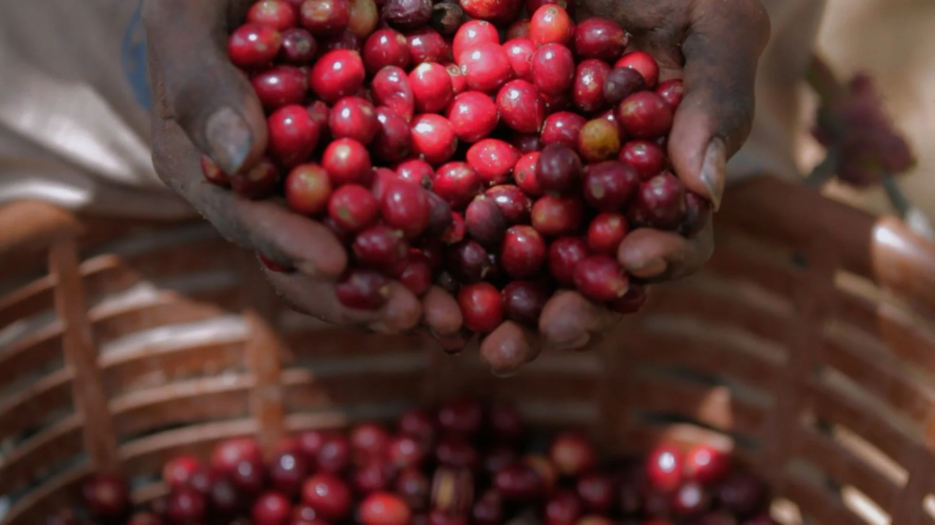 Hands holding cherries.jpg