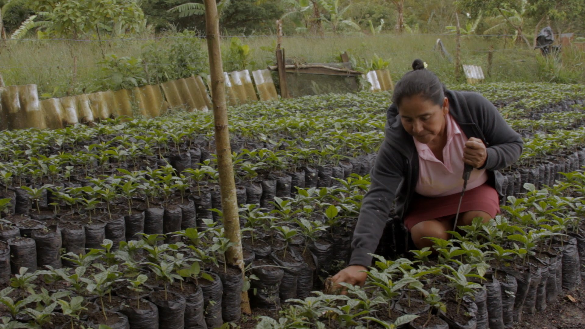 Anna with coffee seedlings.jpg