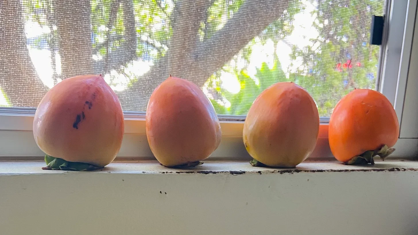 My grandmother has aged into a sweet, ripe persimmon