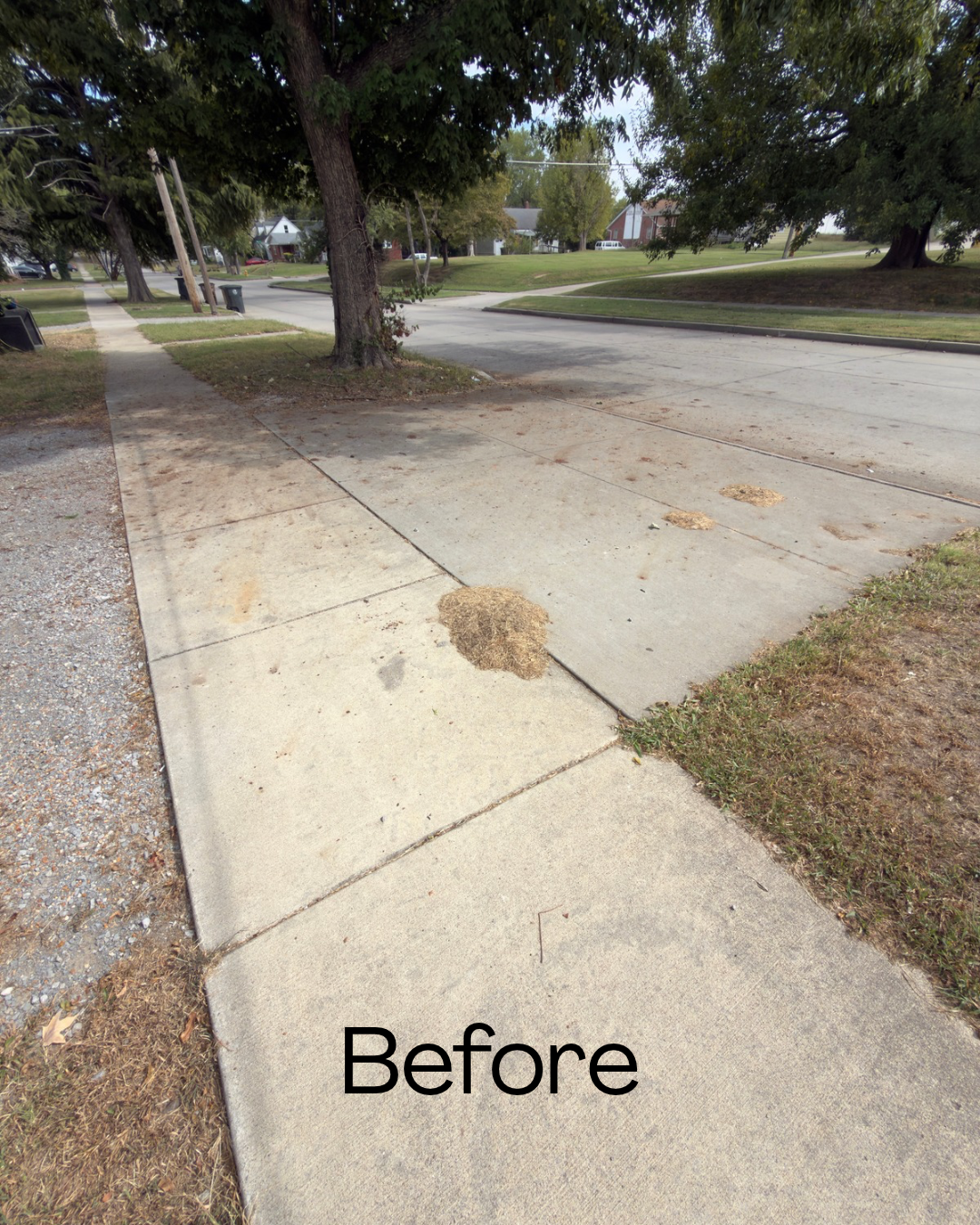 A sidewalk with patches of dog feces and debris, with a tree and residential street in the background.