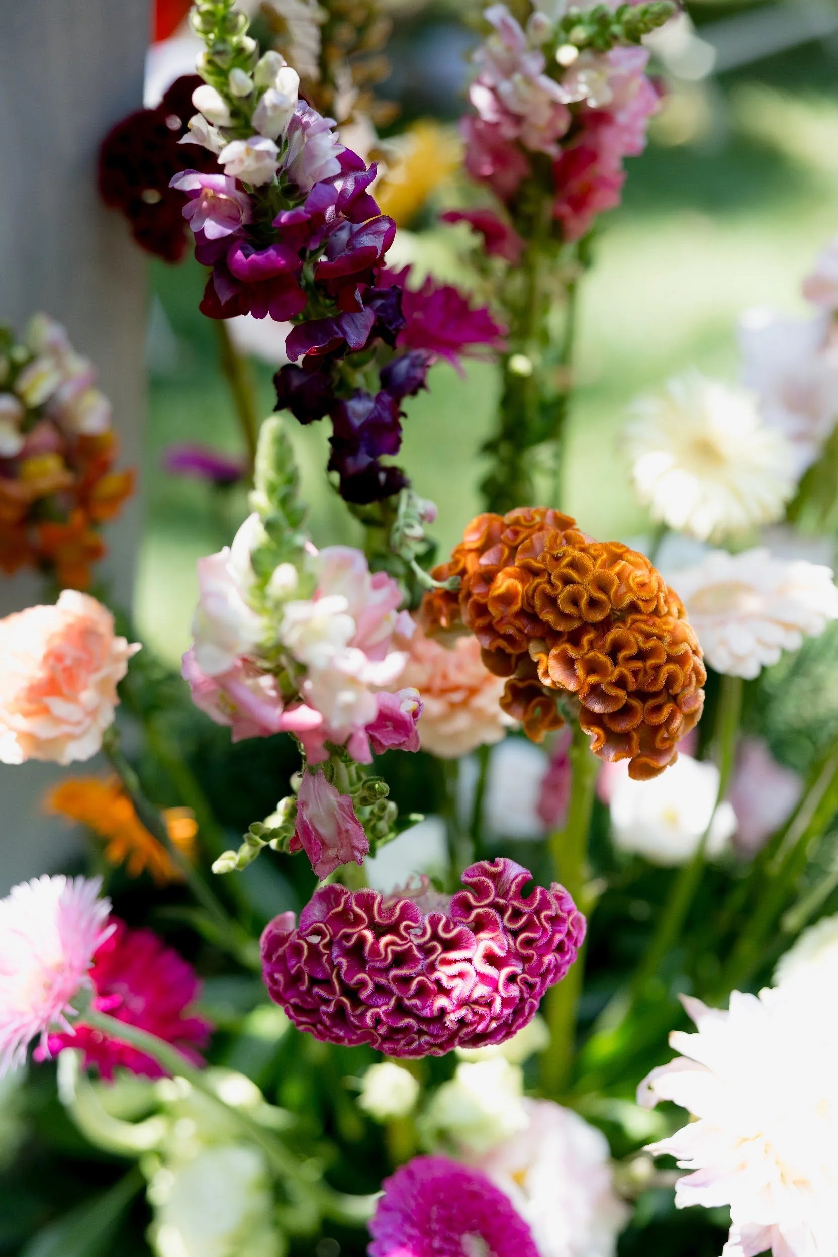 Bunte, gezackte und gewellte Blüten in verschiedenen Farben, darunter Lila, Orange, Weiß und Pink, auf einer Blumenstaude