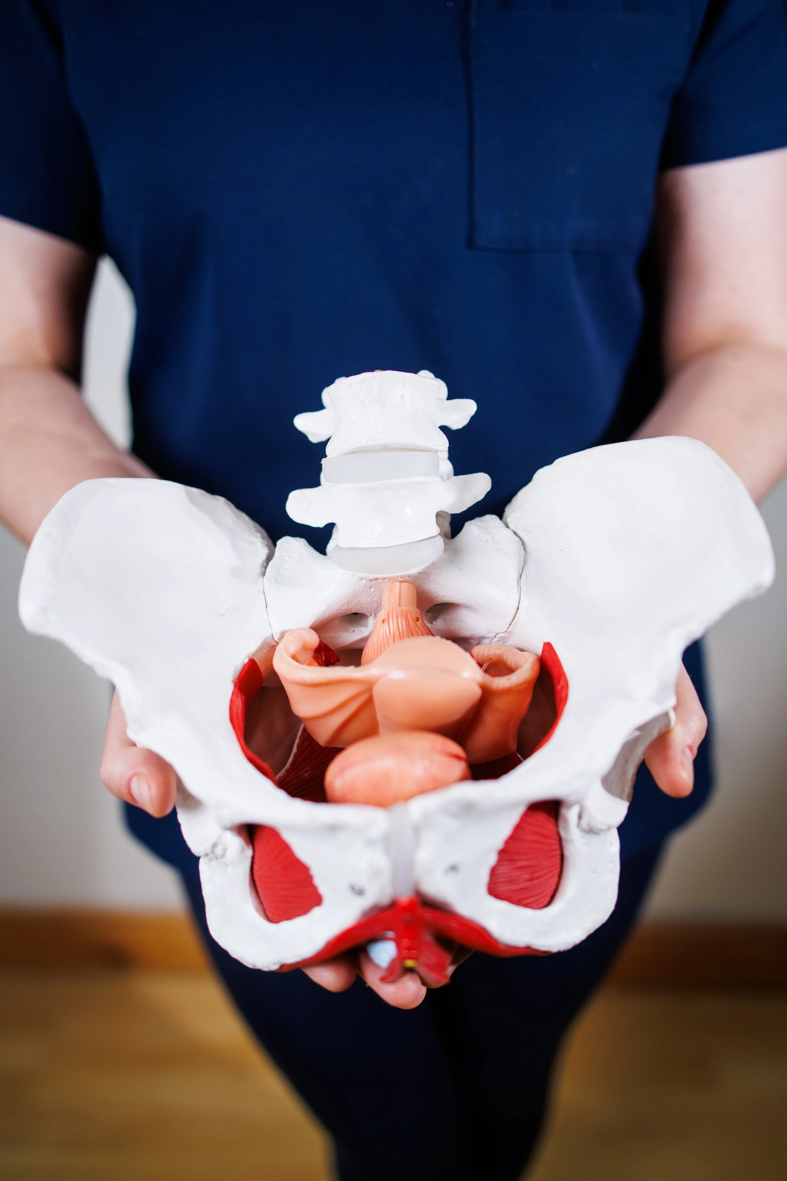 Person wearing a navy blue shirt holding a detailed anatomical model of the human pelvis and lower spine.