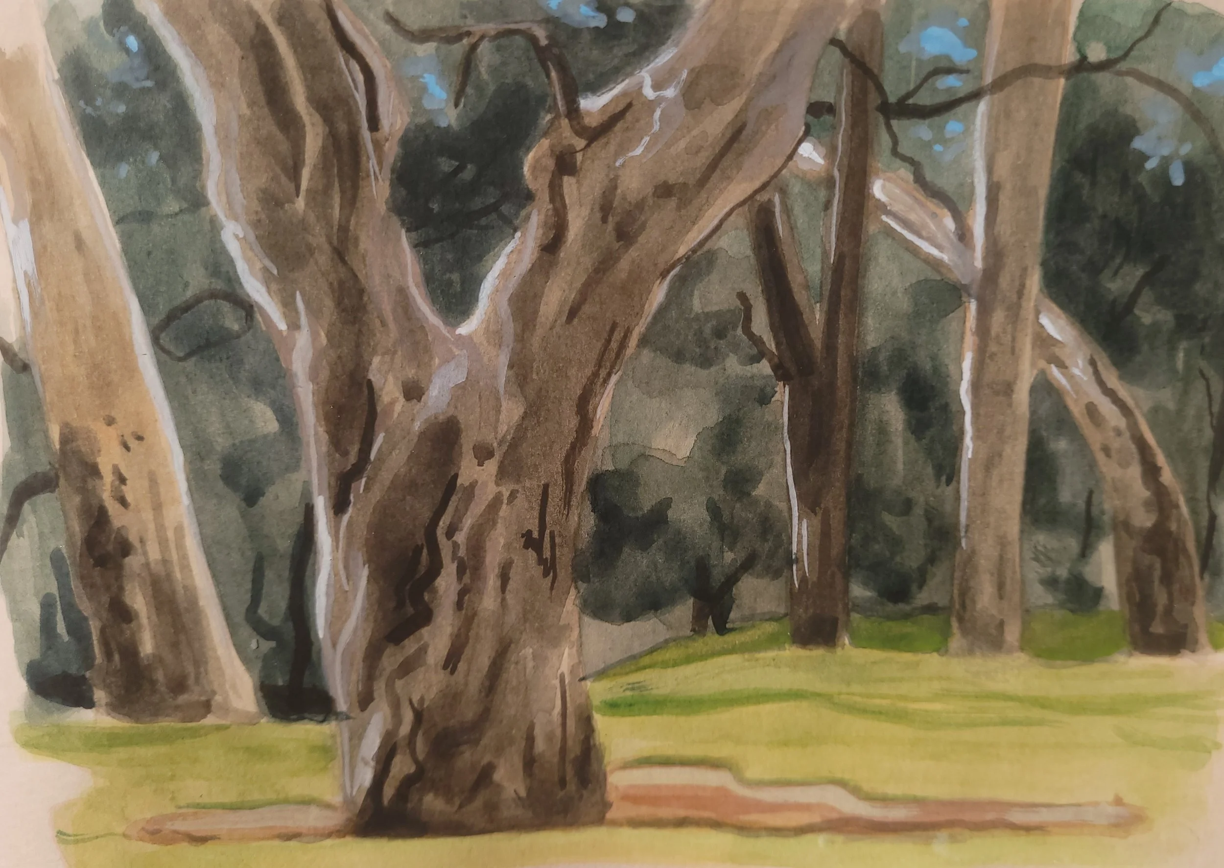 River Torrens, watercolour on paper, 2026.