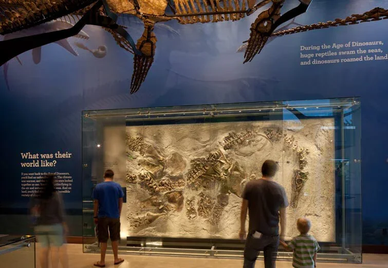 Dinos_11copy.webp