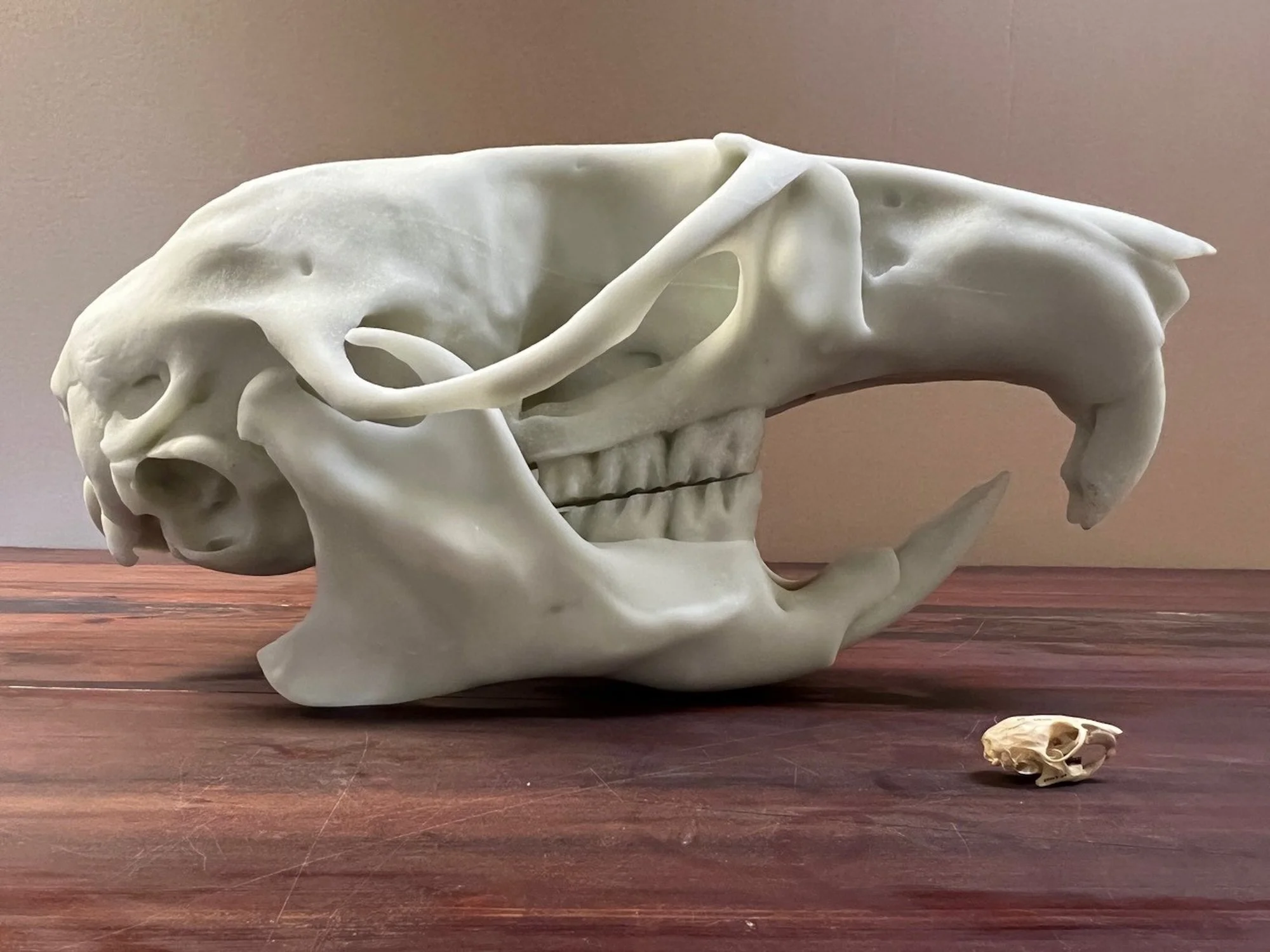 06.3D Printed Skull & Original.jpg