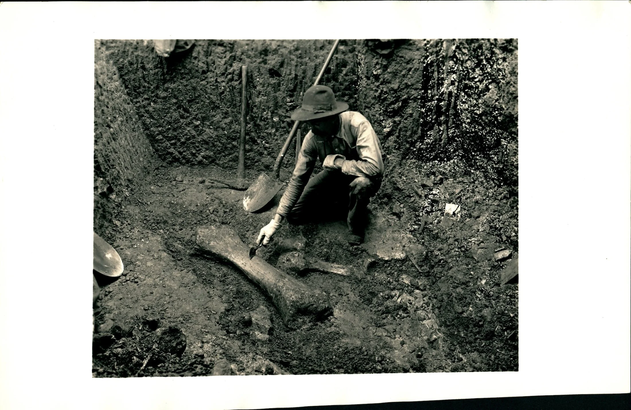 2_Elephant femur Holland at work 3-24-1914 RLB-84.jpg