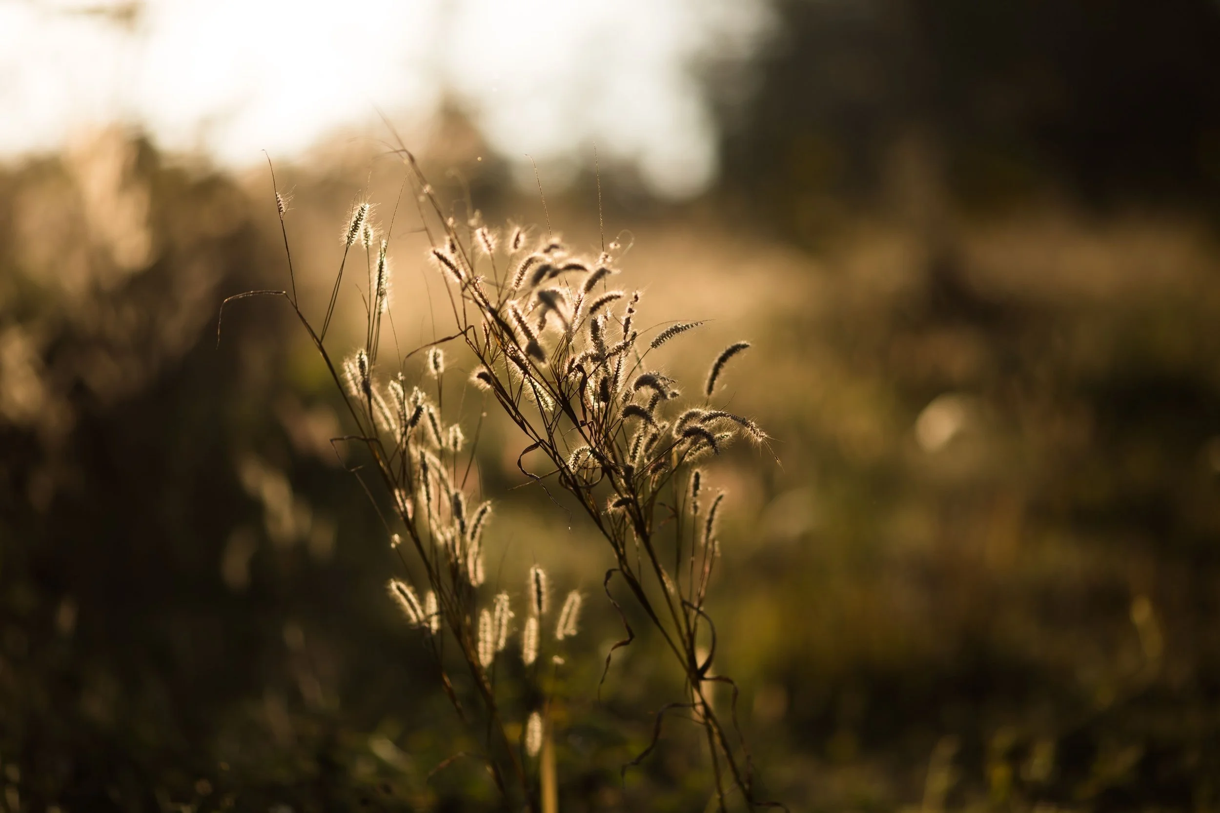Soft golden sunlight illuminating wild grasses, symbolizing personal growth through therapy for veterans and individual therapy for relationship issues.