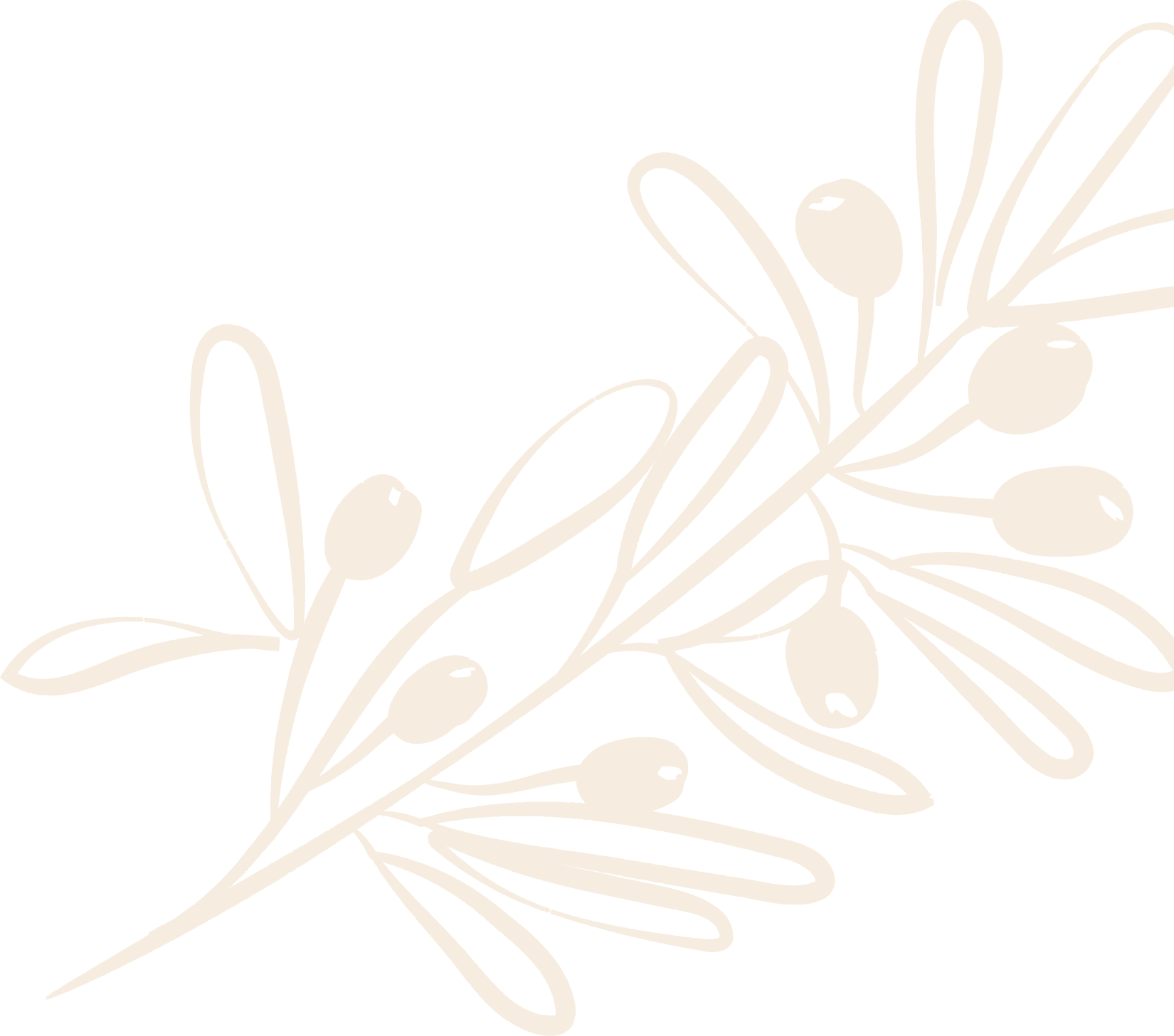 Line drawing of a botanical branch with small round berries and elongated leaves, in beige against black background.