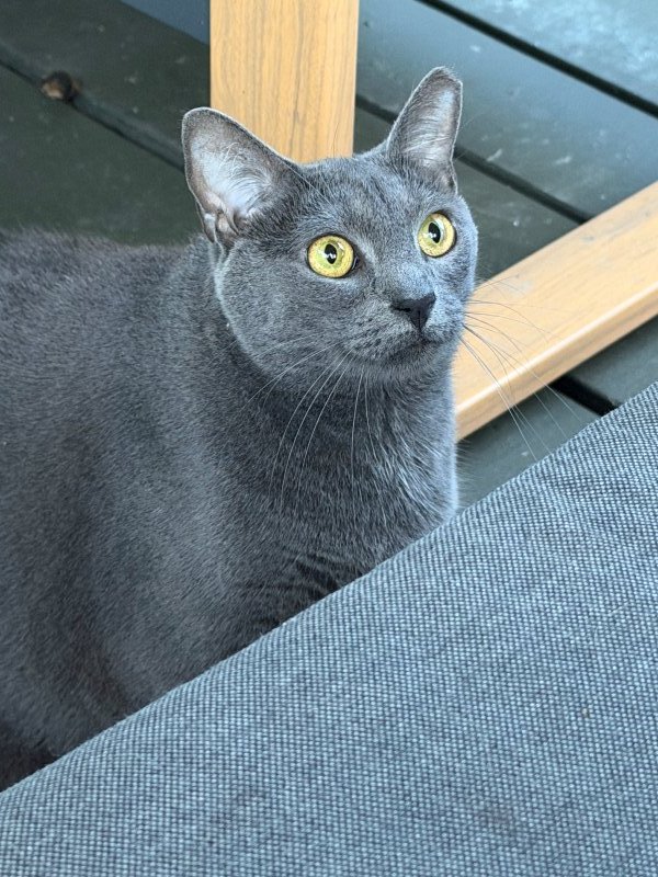 A gray cat with yellow eyes sitting outdoors next to a wooden structure and a gray fabric surface.