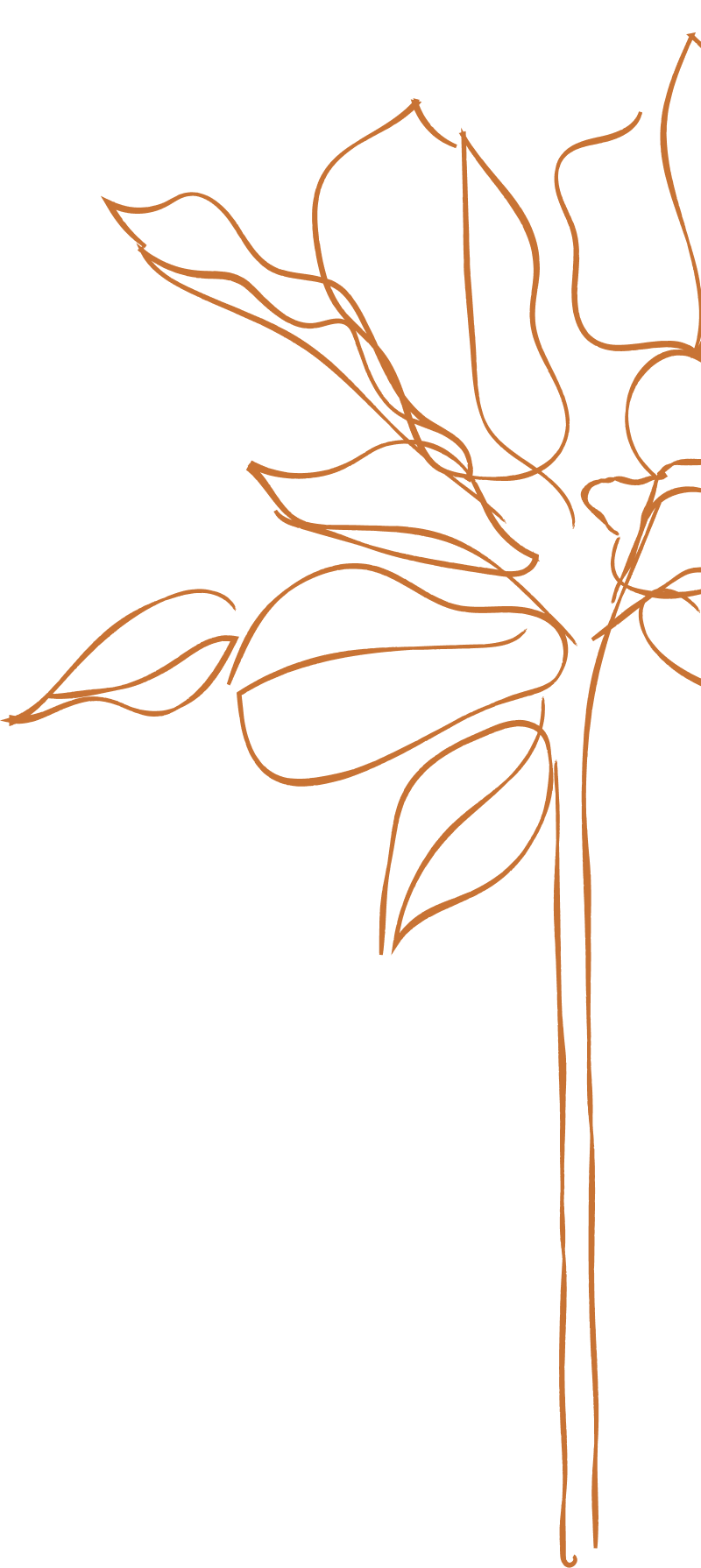 Line drawing of a plant with leaves and a flower on a black background.
