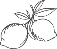 Line drawing of two lemons with leaves.