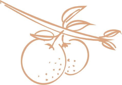 Line drawing of two lemons on a branch with leaves.