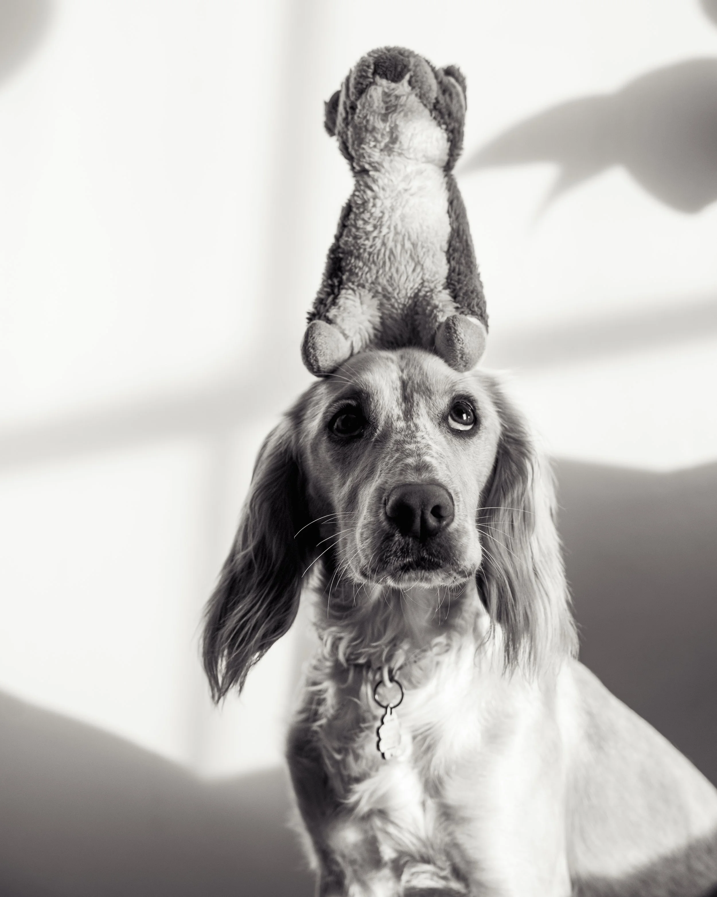 A dog with long ears and a collar sitting and looking up, with a plush toy balanced on its head. The background is plain and dark.