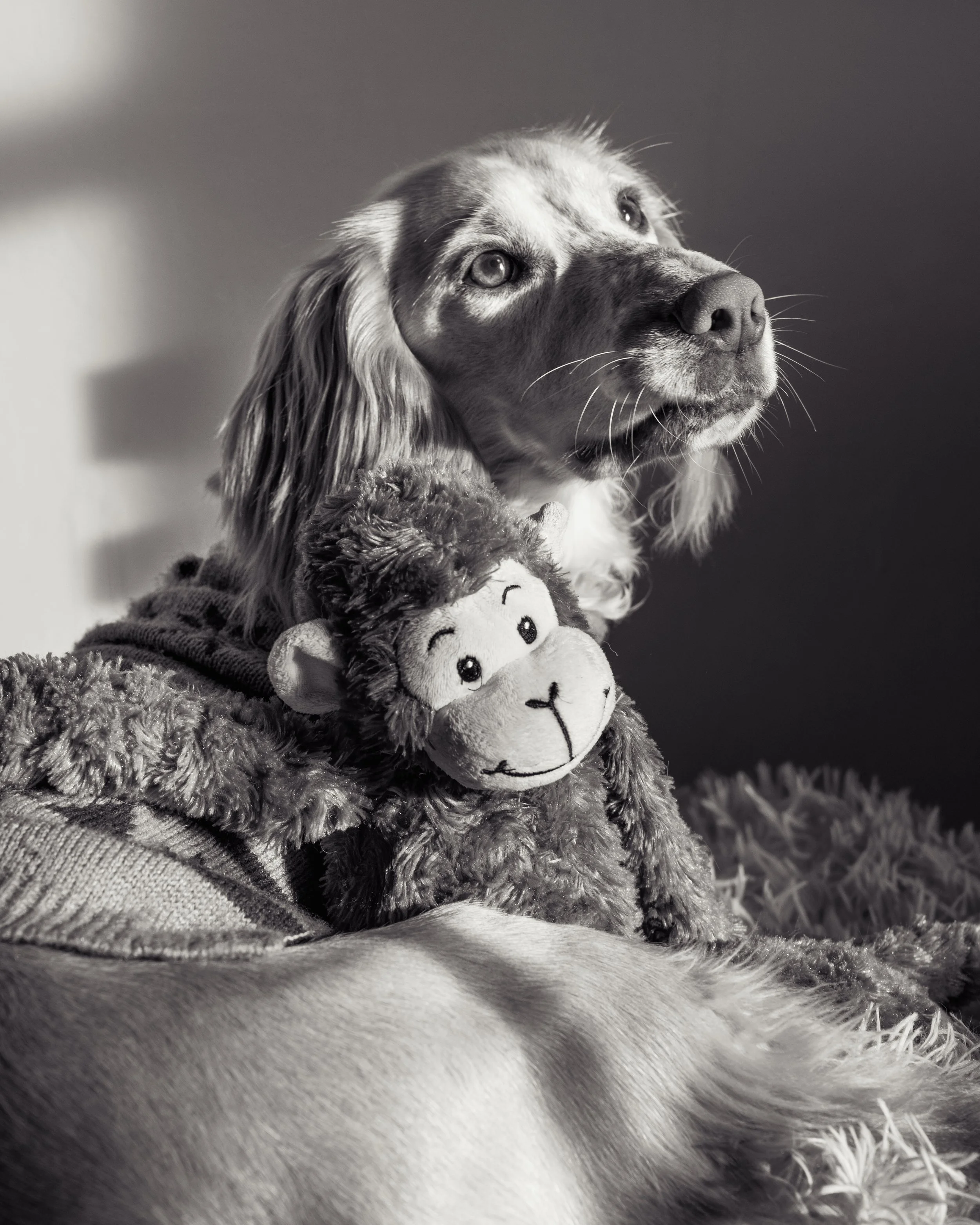 Black and white photo of a dog with long ears, looking pensively to the side, with a plush toy in its paws, on a fluffy rug.