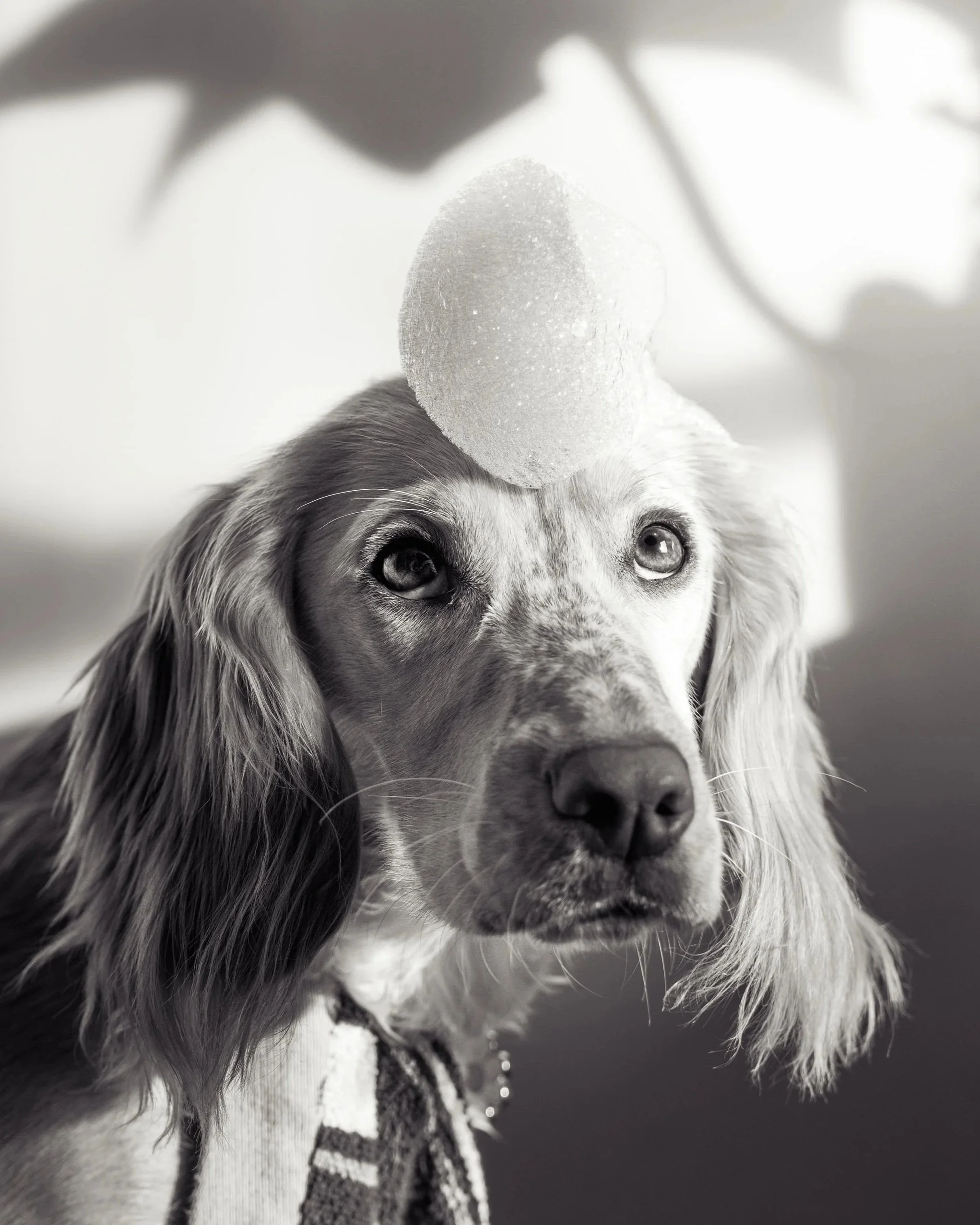 Close-up of a dog with floppy ears and a white and gray fur coat, wearing a harness, with a foam egg balancer on its head, looking at the camera.