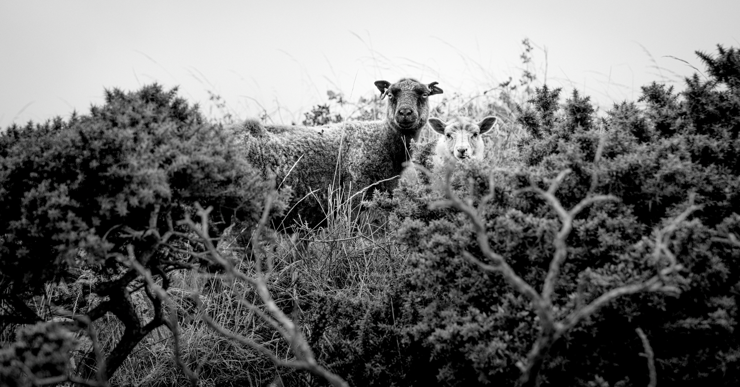 Two lambs standing among shrubs and grasses in a natural landscape, captured in black and white.