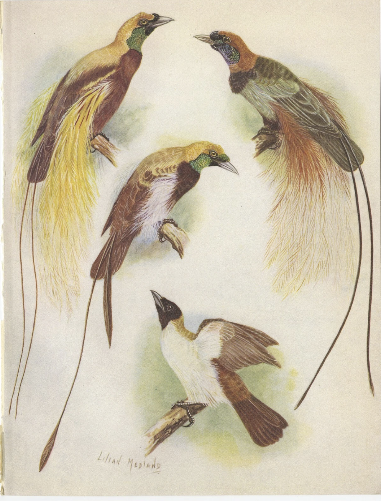Lost Bird of Paradise Collection: Captain Blood's Mystery Feather Charm