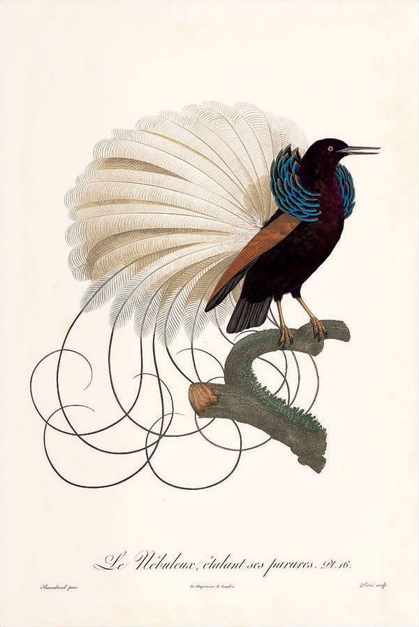 Lost Bird of Paradise Collection: Barraband's Mystery Feather Charm
