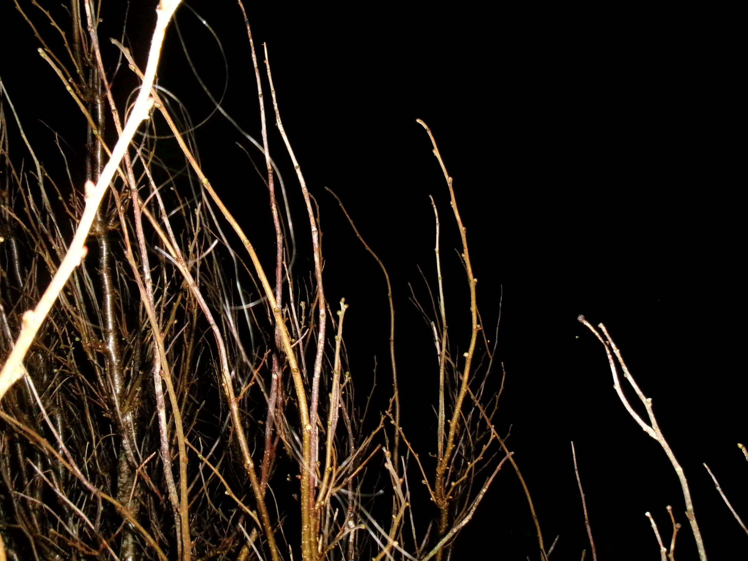 100_0851.JPG