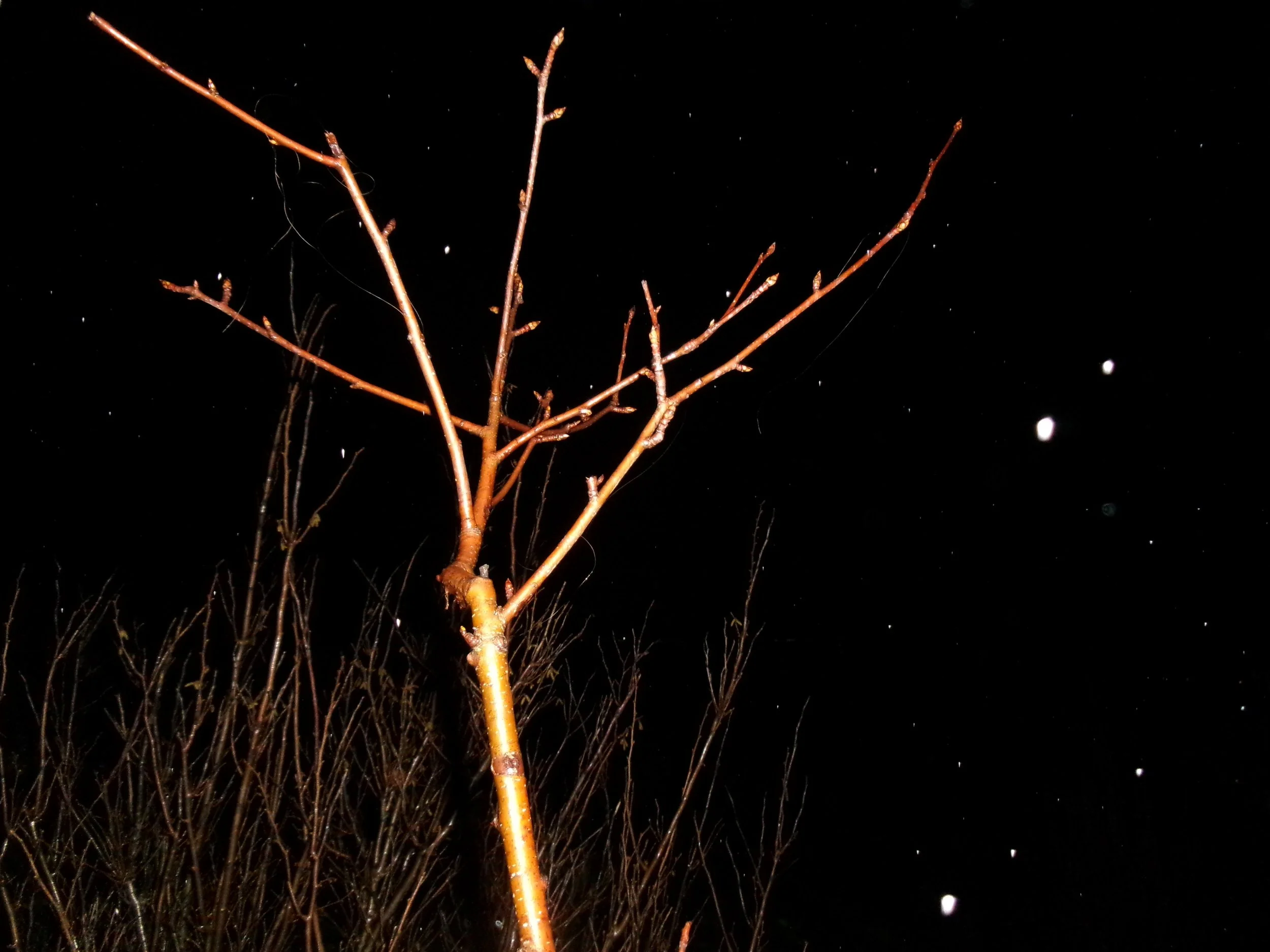 100_0856.JPG