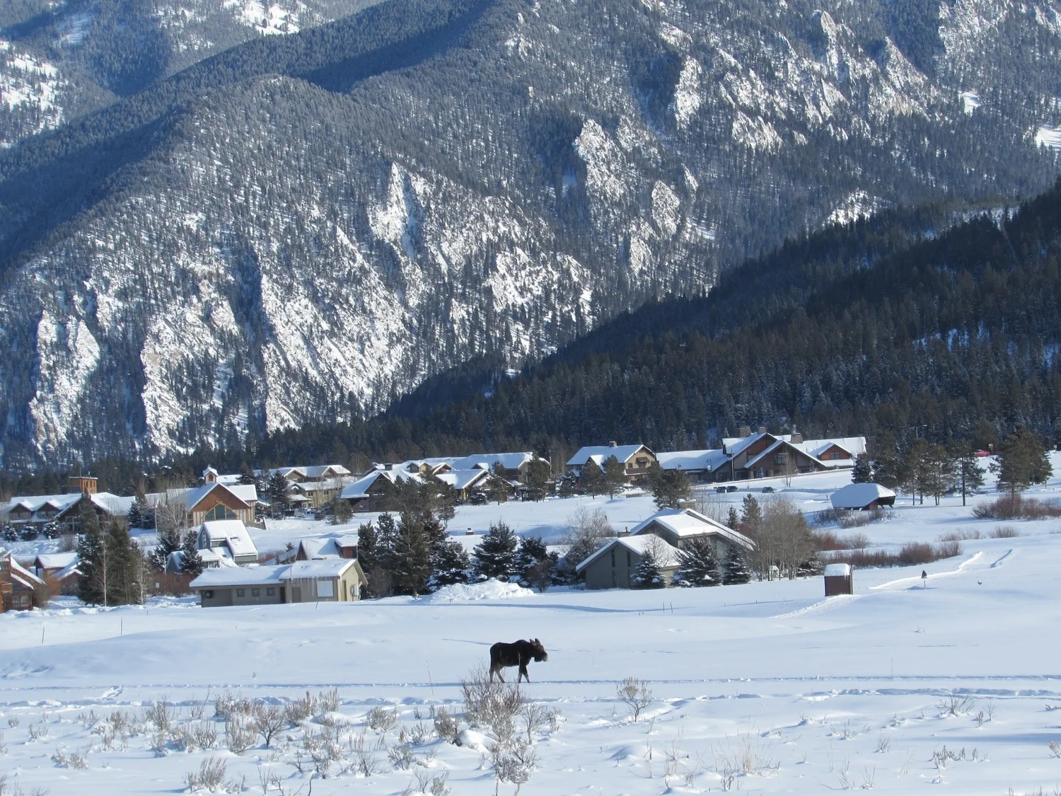 A moose in a snowy Big Sky winter landscape