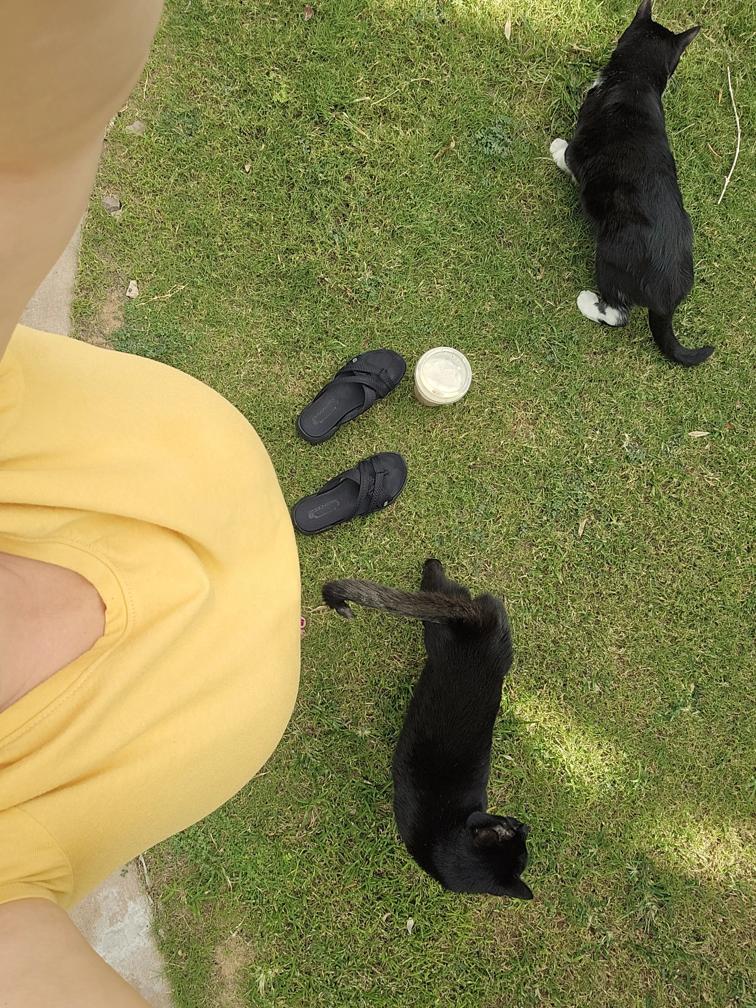 Shiva and Lightbulb kitties enjoying outside