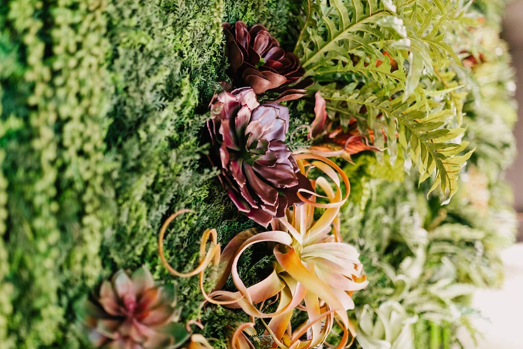Close detail of layered succulents, ferns, and air plants in a greenwall
