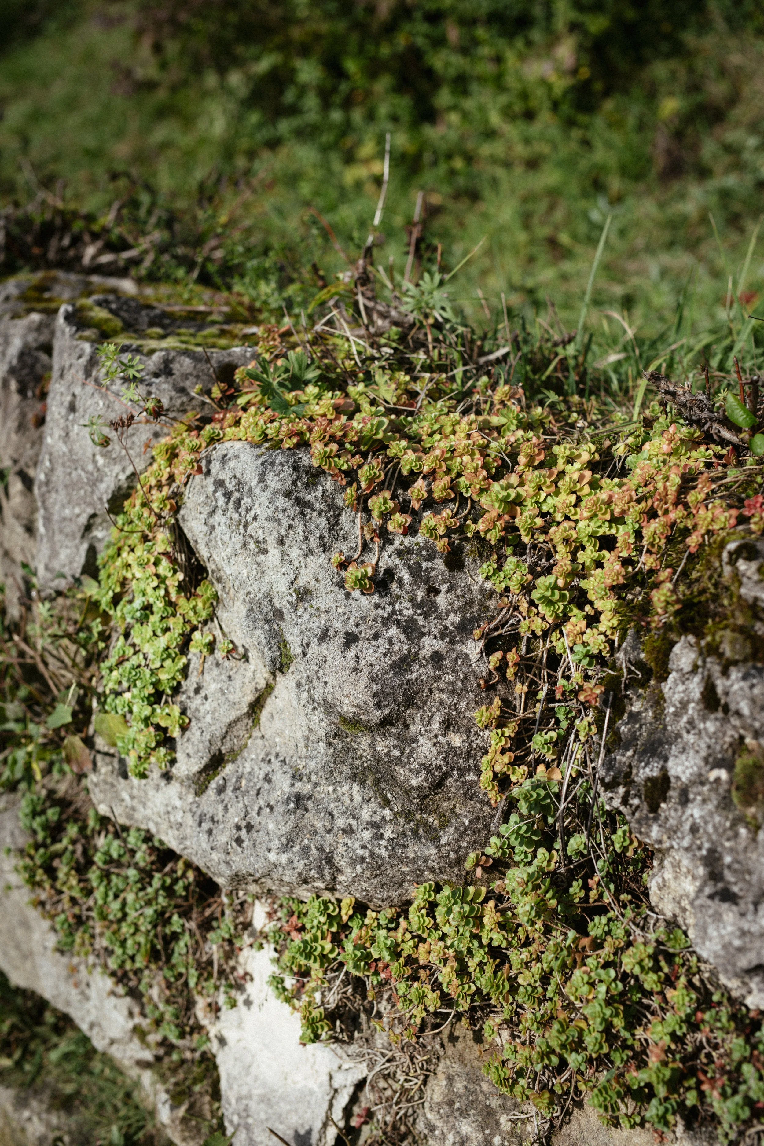 Sandsteinwand mit Bewuchs im Weinberg
