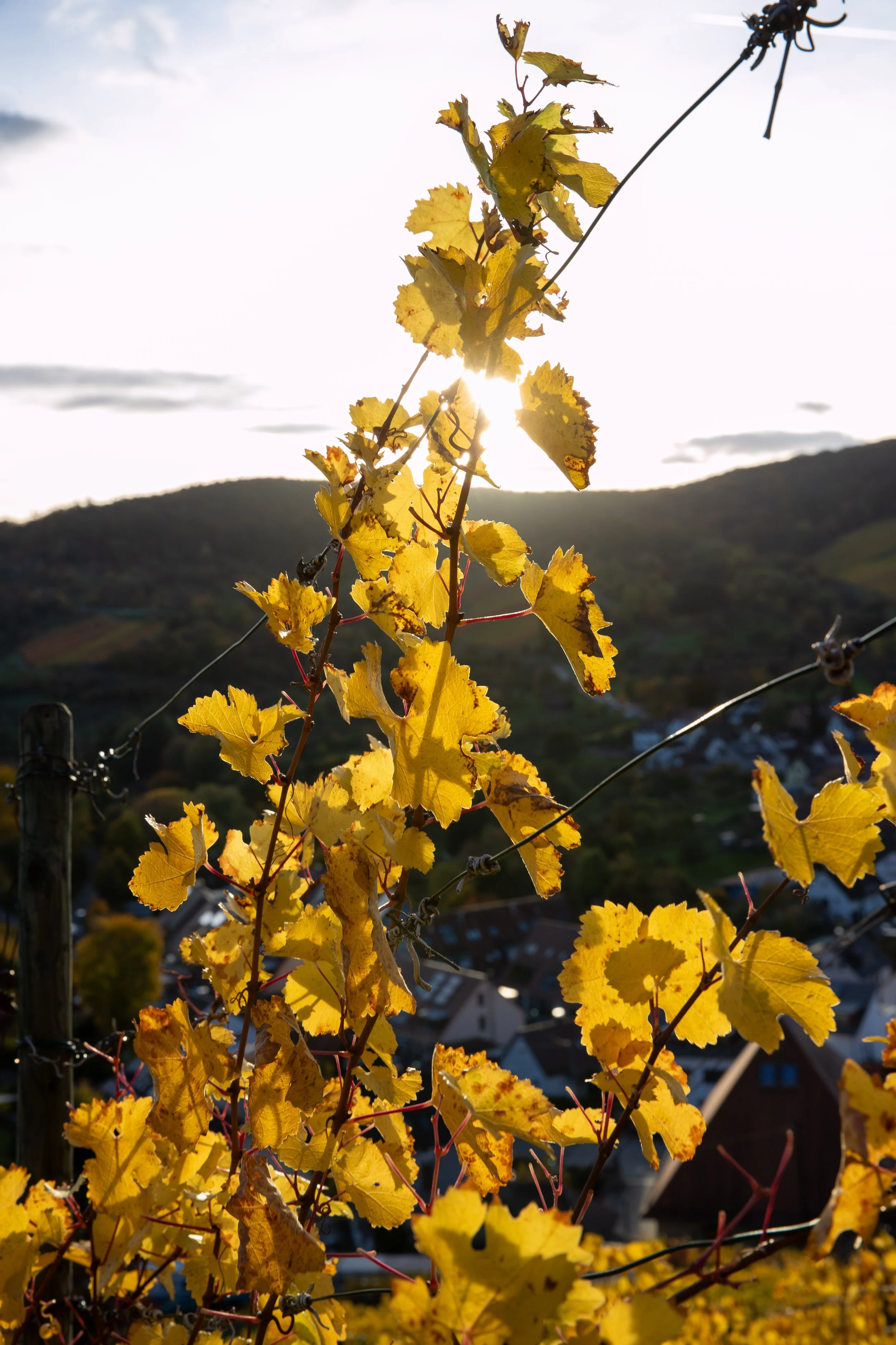 Goldene Rieslingblätter im Gegenlicht im Weinberg