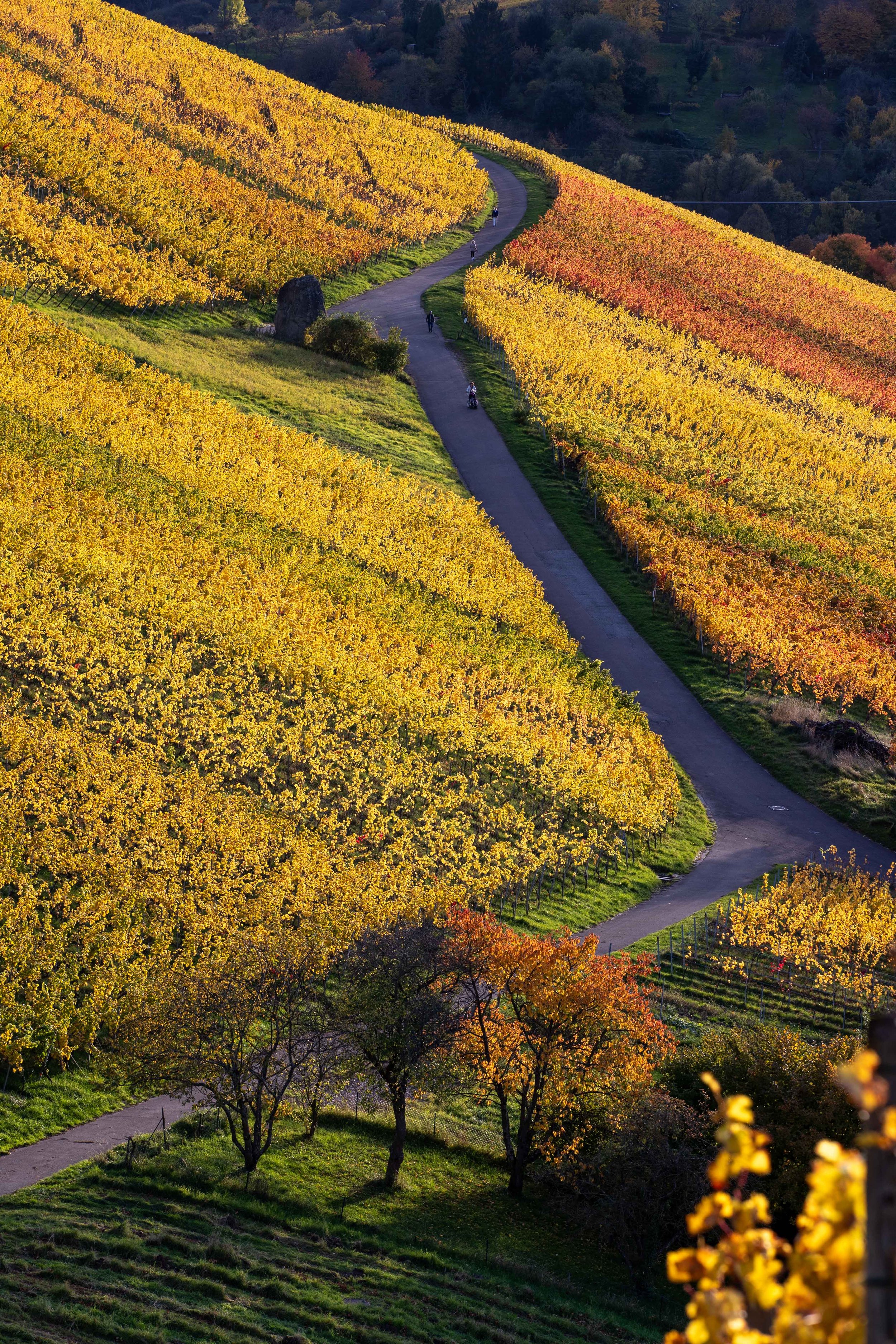 Weg durch herbstliche Weinberge bei Kernen-Stetten