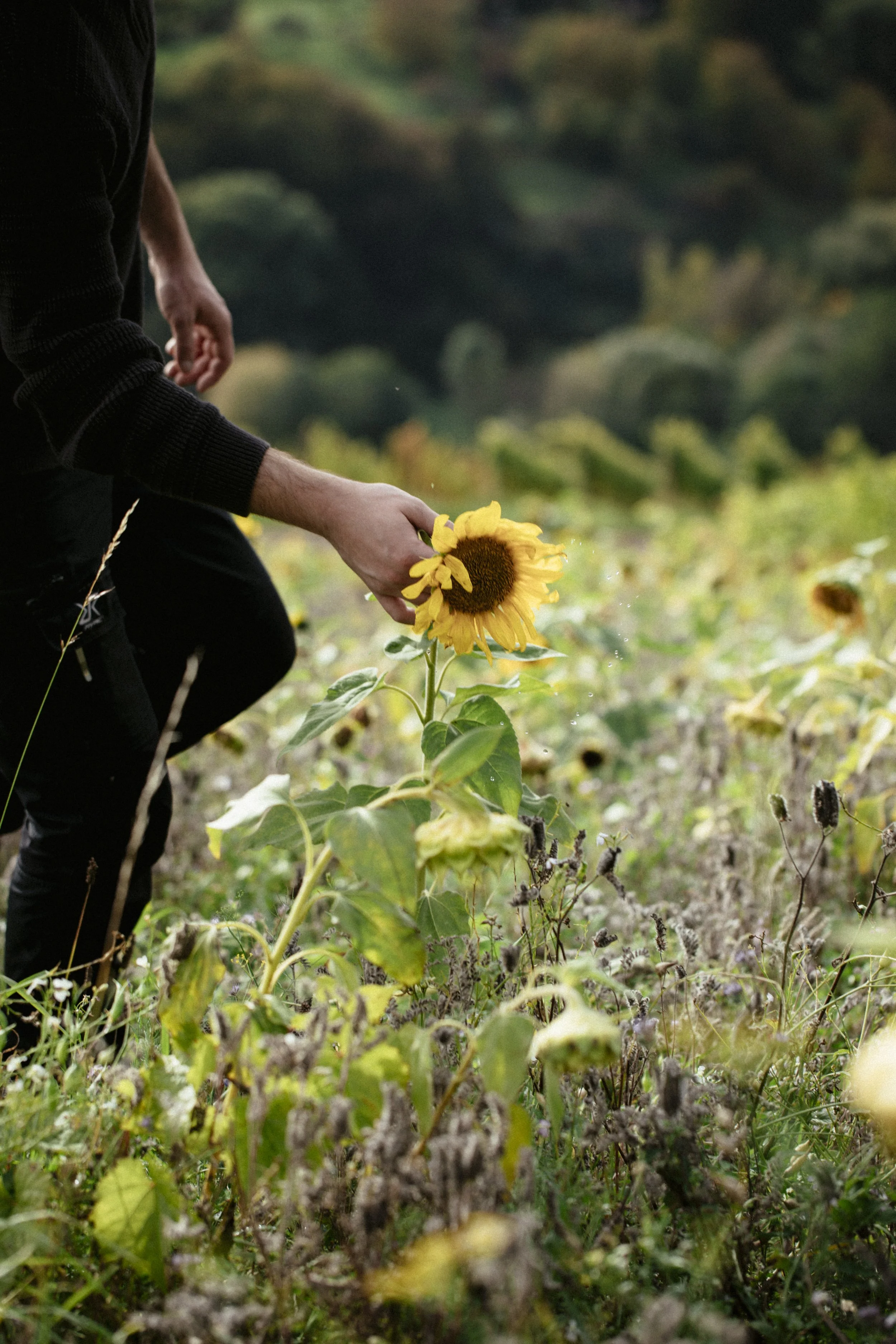 Spaziergang durch die Rebzeilen mit Sonnenblume