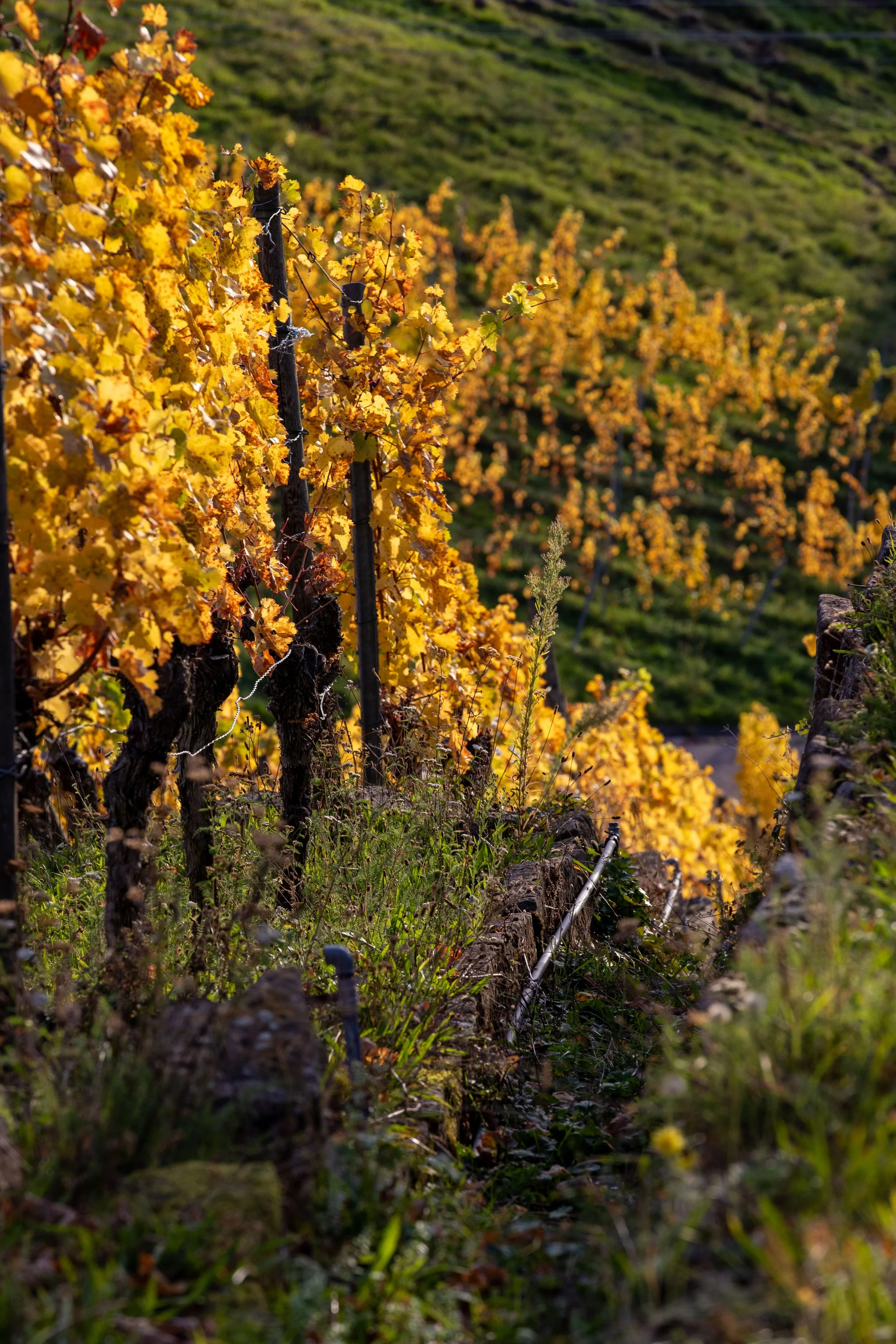 Goldene Reben am Steilhang im Herbst, Große Lage bei Stetten