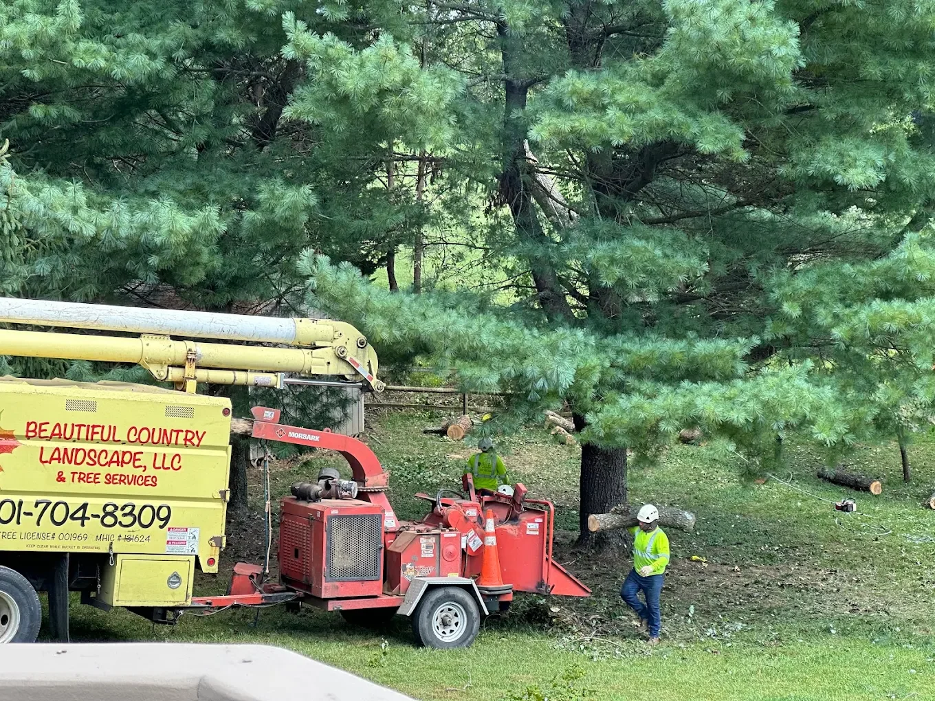Tree trimming workers using equipment near large evergreen trees, with logs on the ground, in a grassy area.