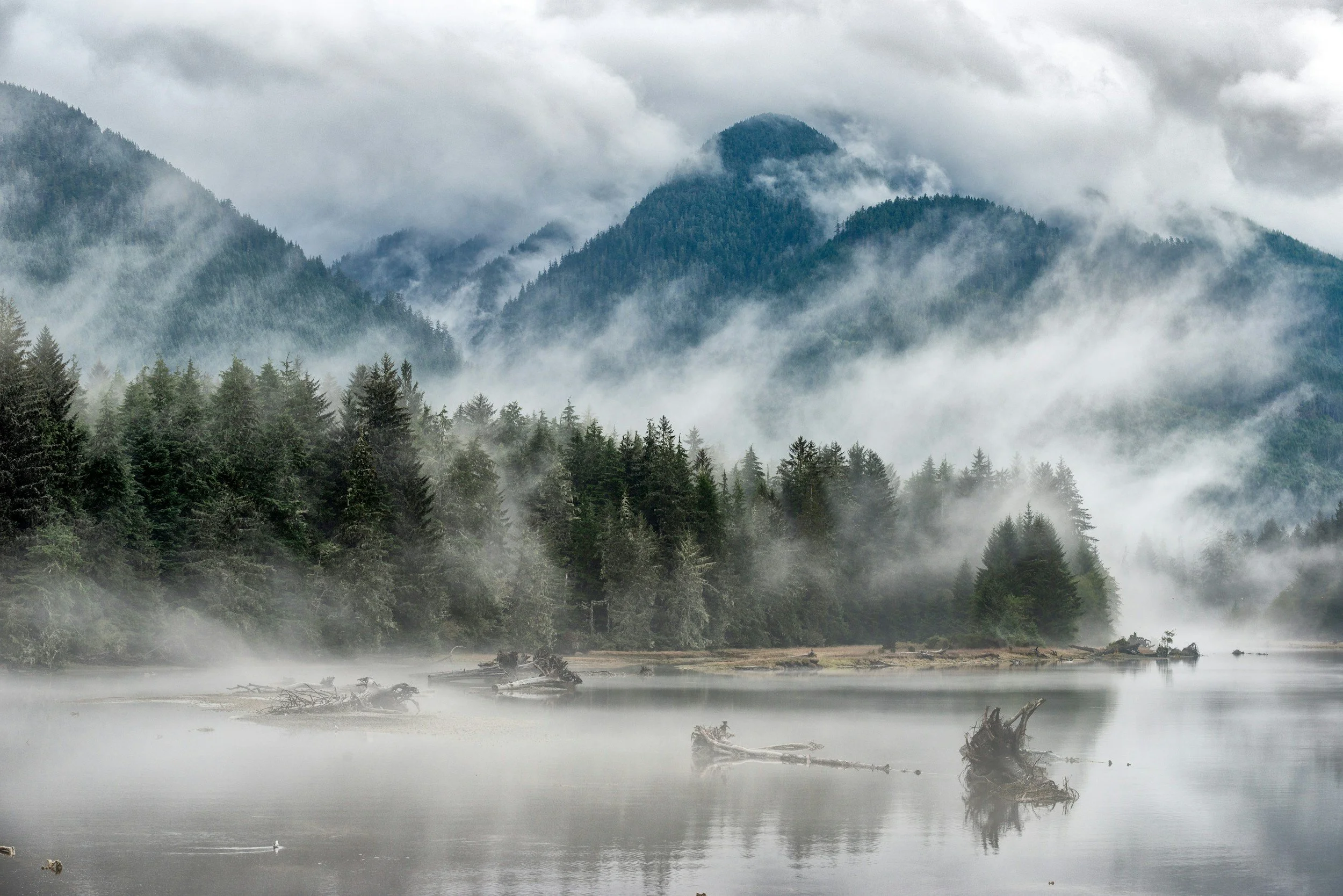 Misty mountains covered with dense forest and clouds, reflecting in a calm river with some fallen trees in the water.