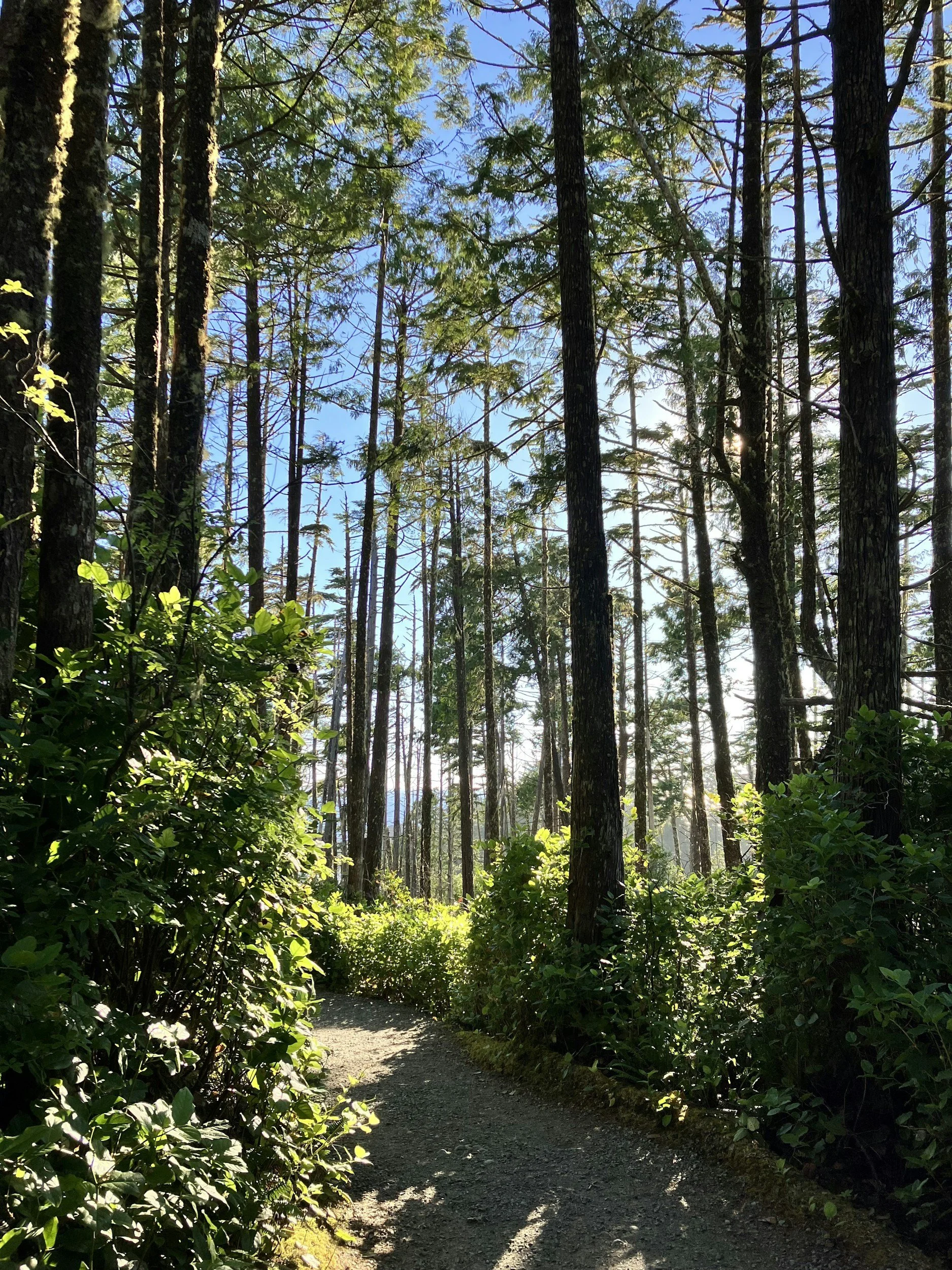 Sunlight filters through tall green trees along a dirt forest trail, with lush green shrubs on either side.