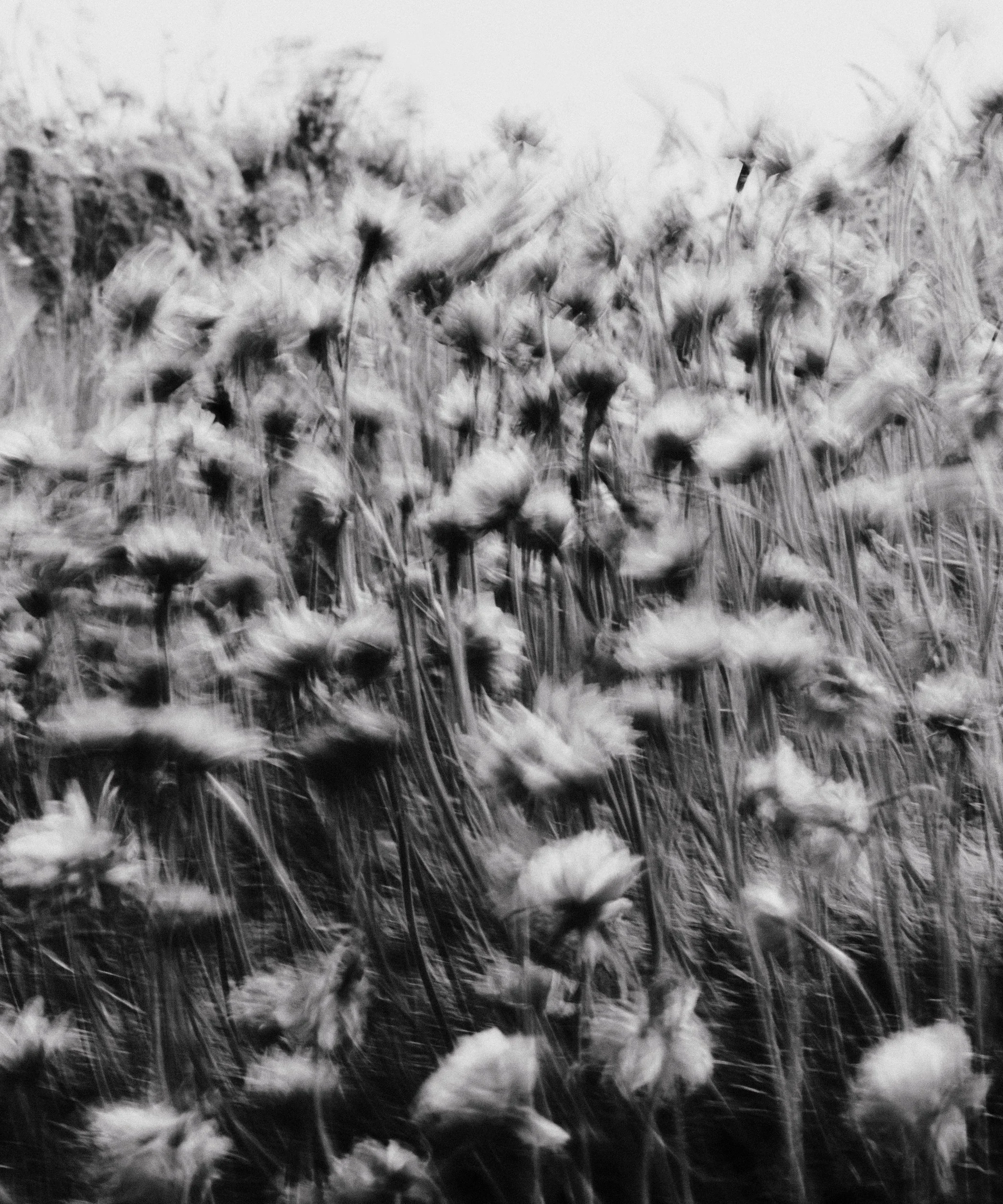 Charlotte Swinburn