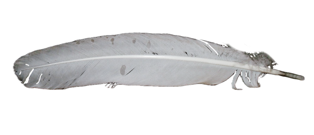 White feather