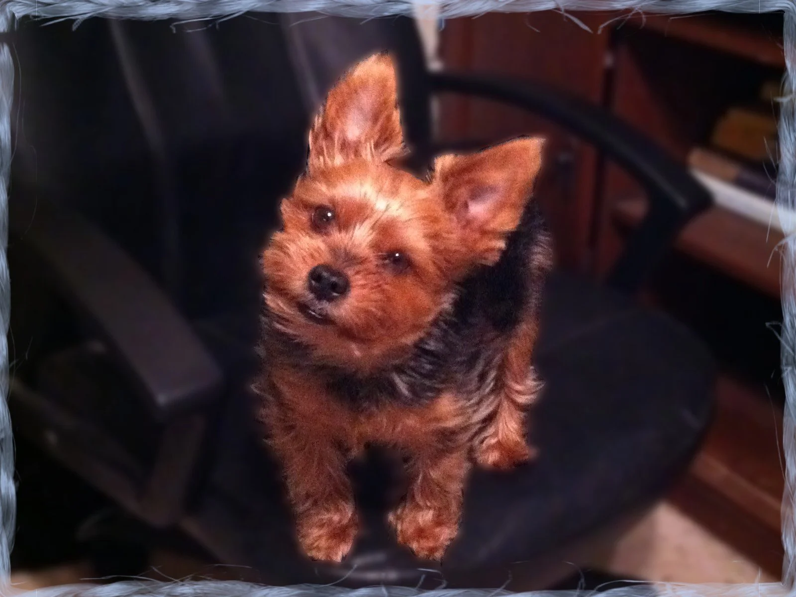 Bandit the Yorkie, looking up at the camera while standing on a black office chair.