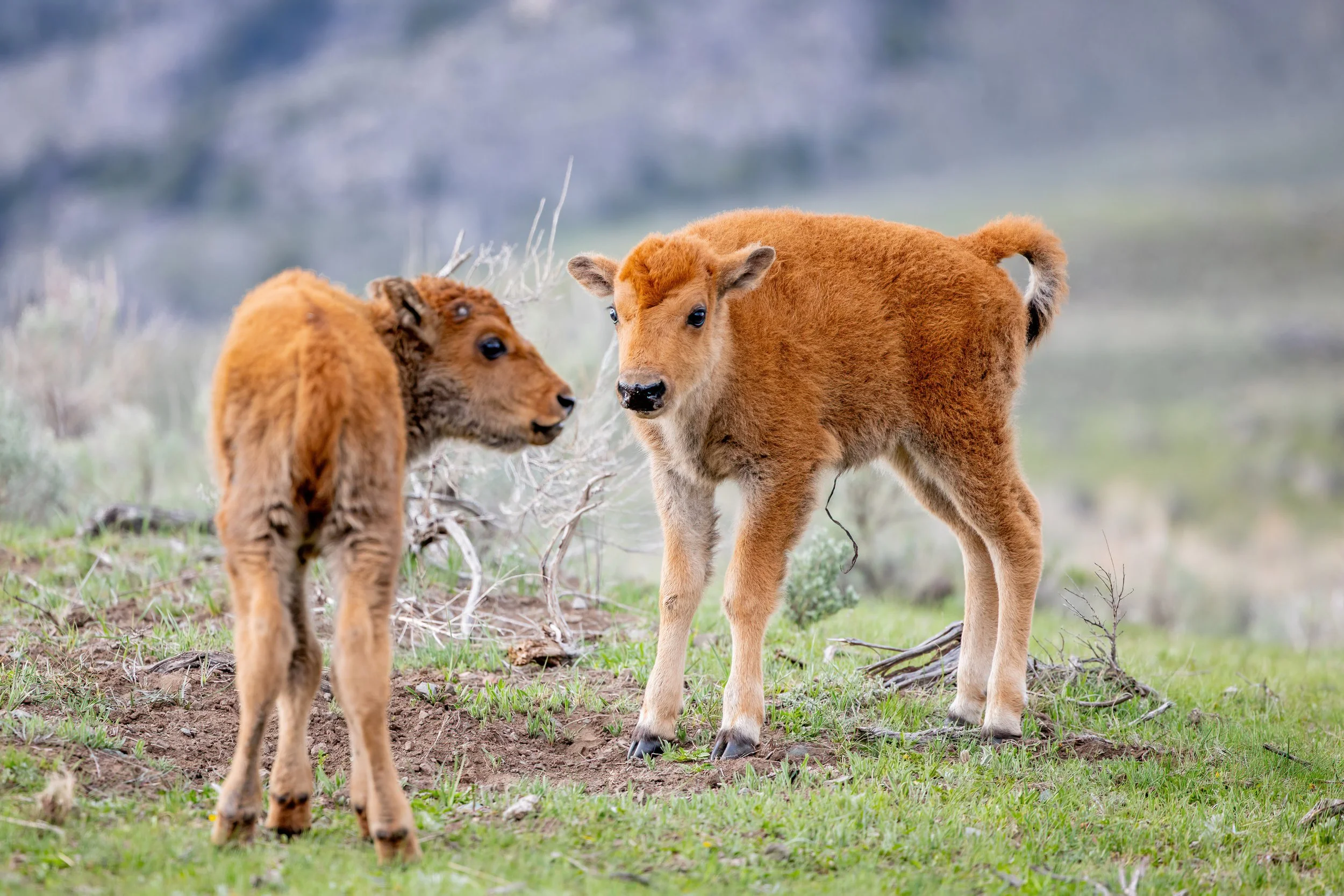 Two young brown calves standing in a grassy meadow with a blurred background.