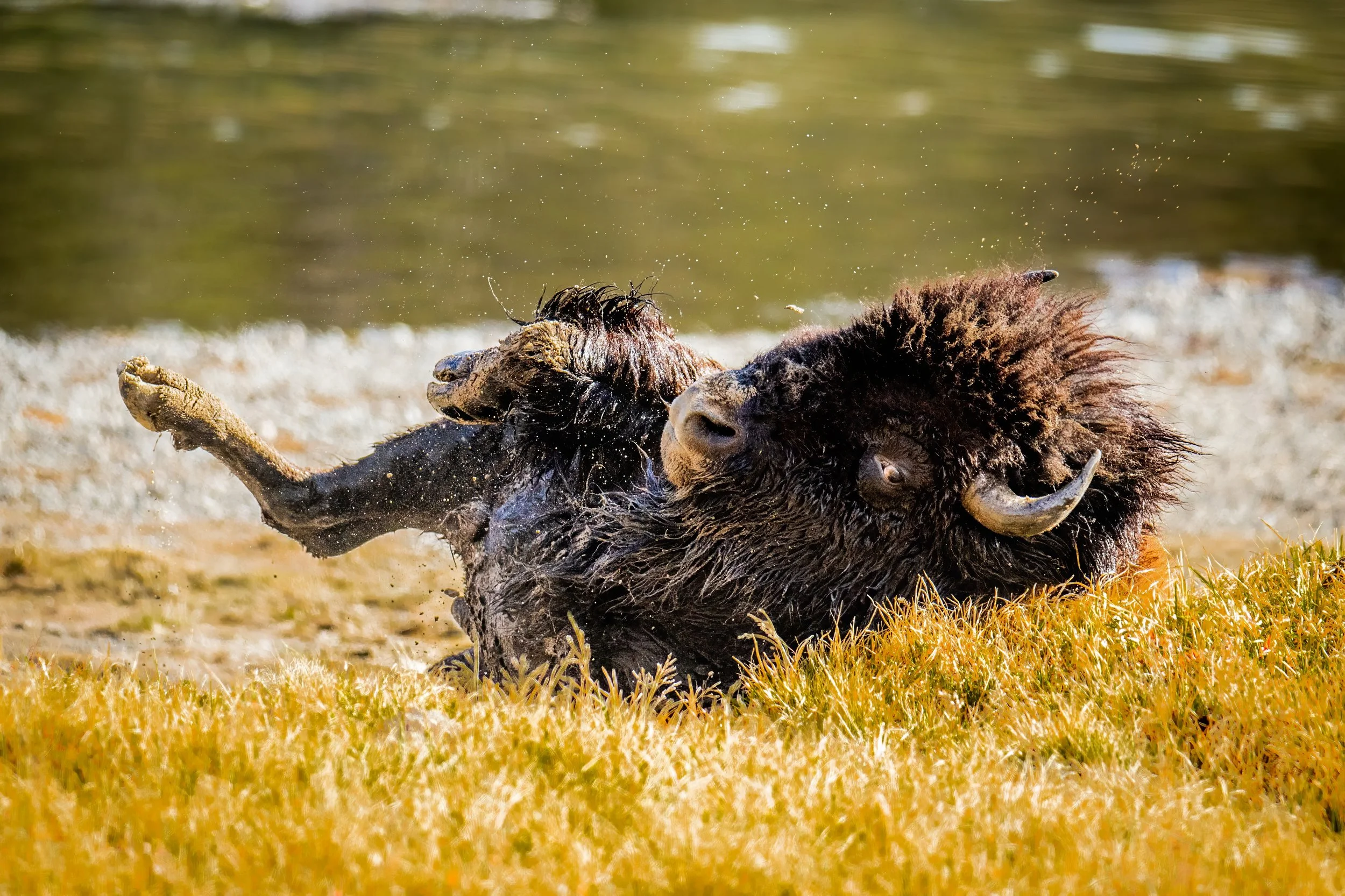 A bison is rolling on the ground near a body of water, with grass and mud on its body, during daytime.