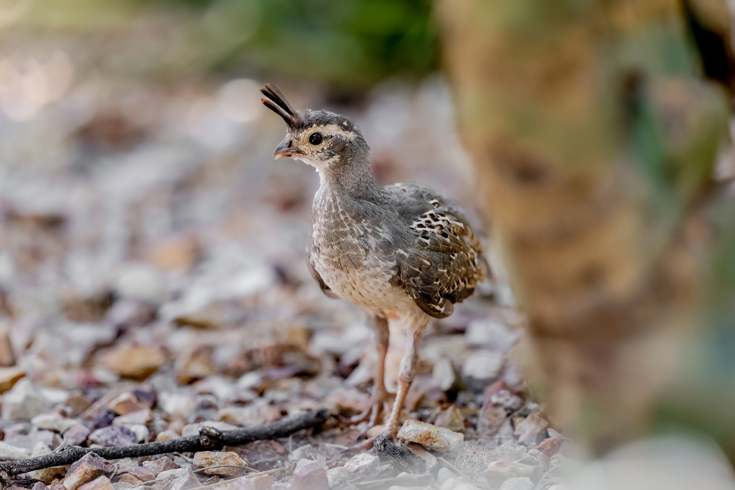 Close-up of a bird with a crest on its head, standing on a gravelly ground with blurred greenery in the background.