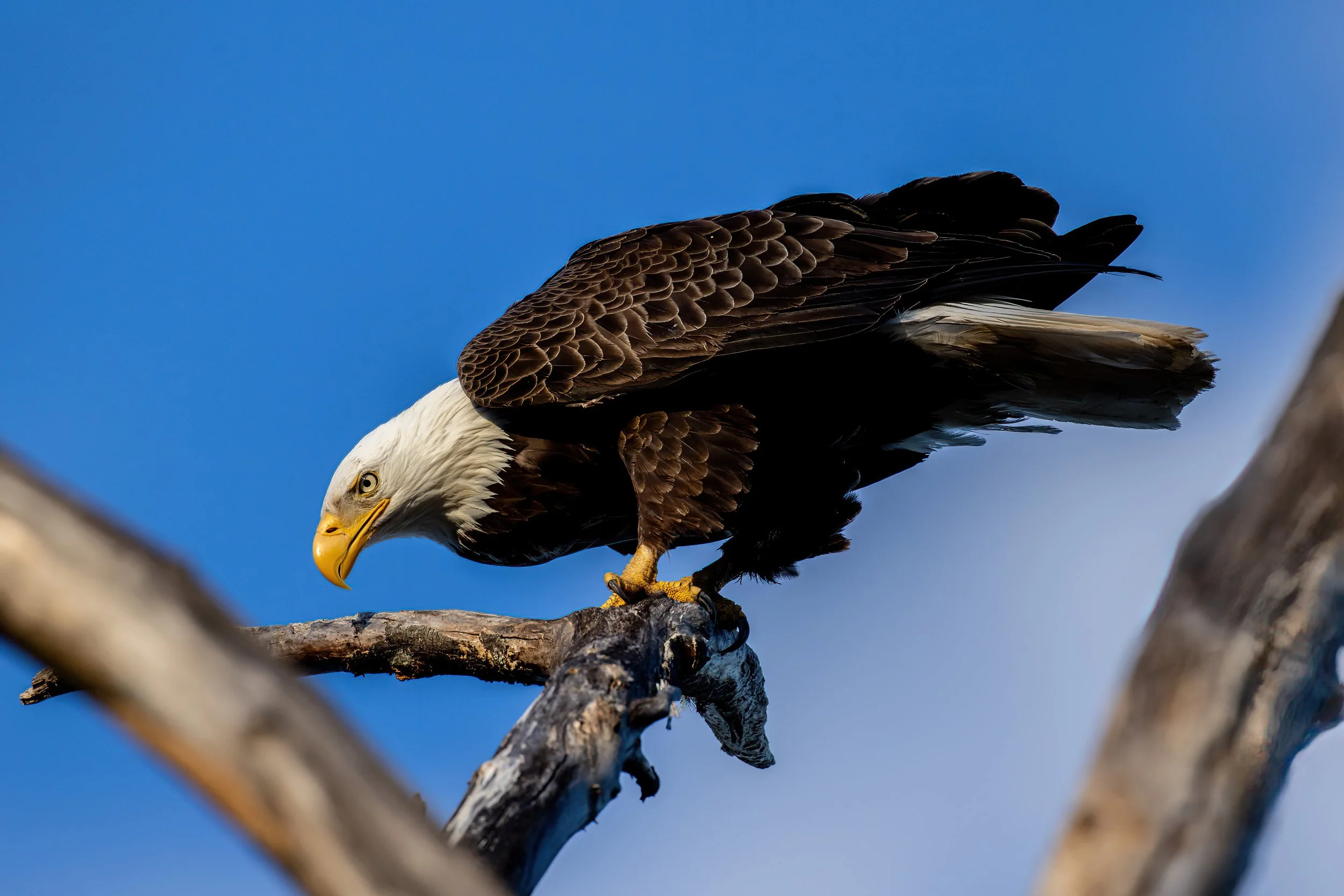 Close-up of a bald eagle perched on a tree branch against a clear blue sky.